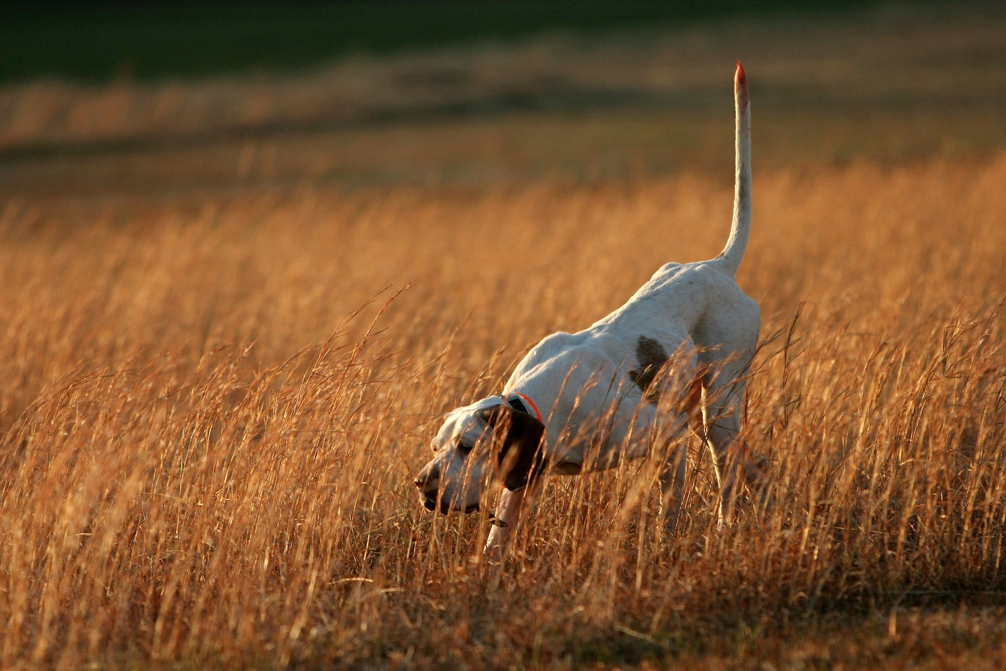 what is the best dog for deer hunting