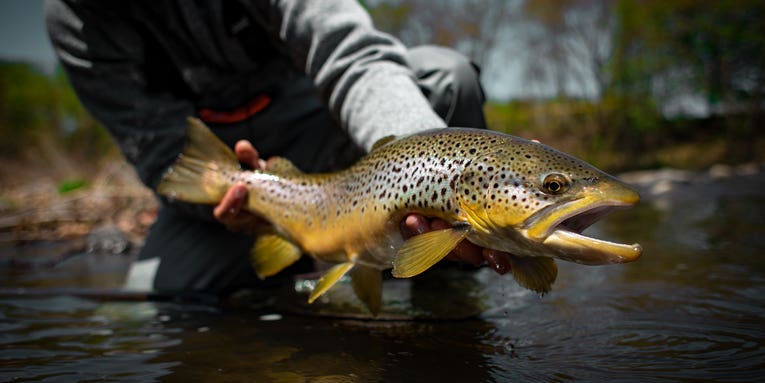 Summer Trout Fishing: 8 Tips to Catch More Fish