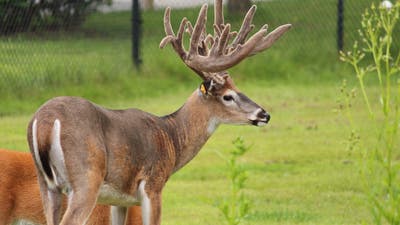 Texas Wildlife Officials Kill 249 Captive Deer at Trophy Whitetail Ranch to Combat CWD