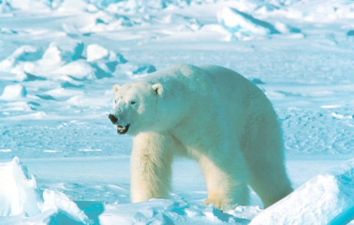 polar bears predators