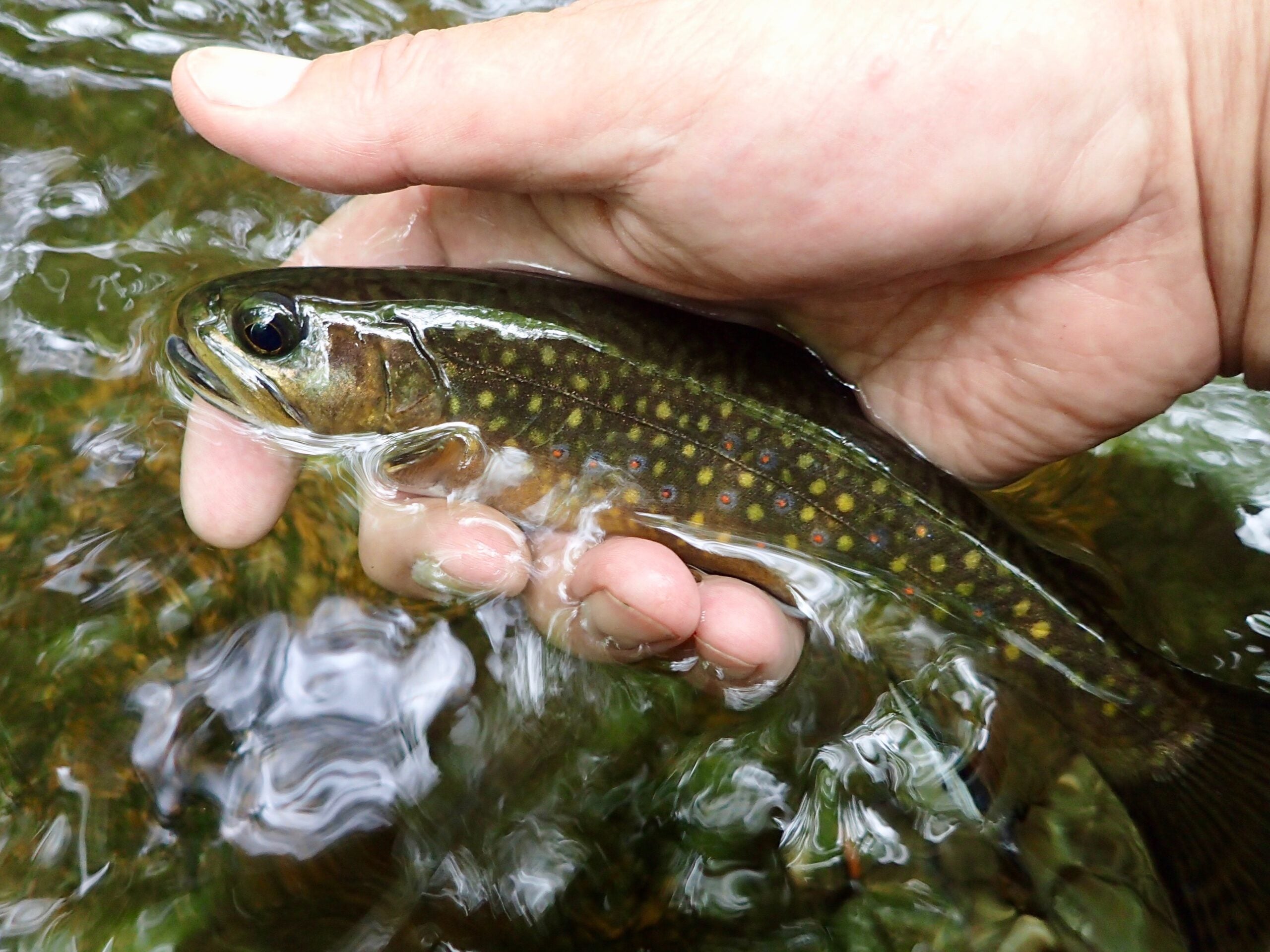 Before the Cold Snap – Brook Trout Fishing Guide