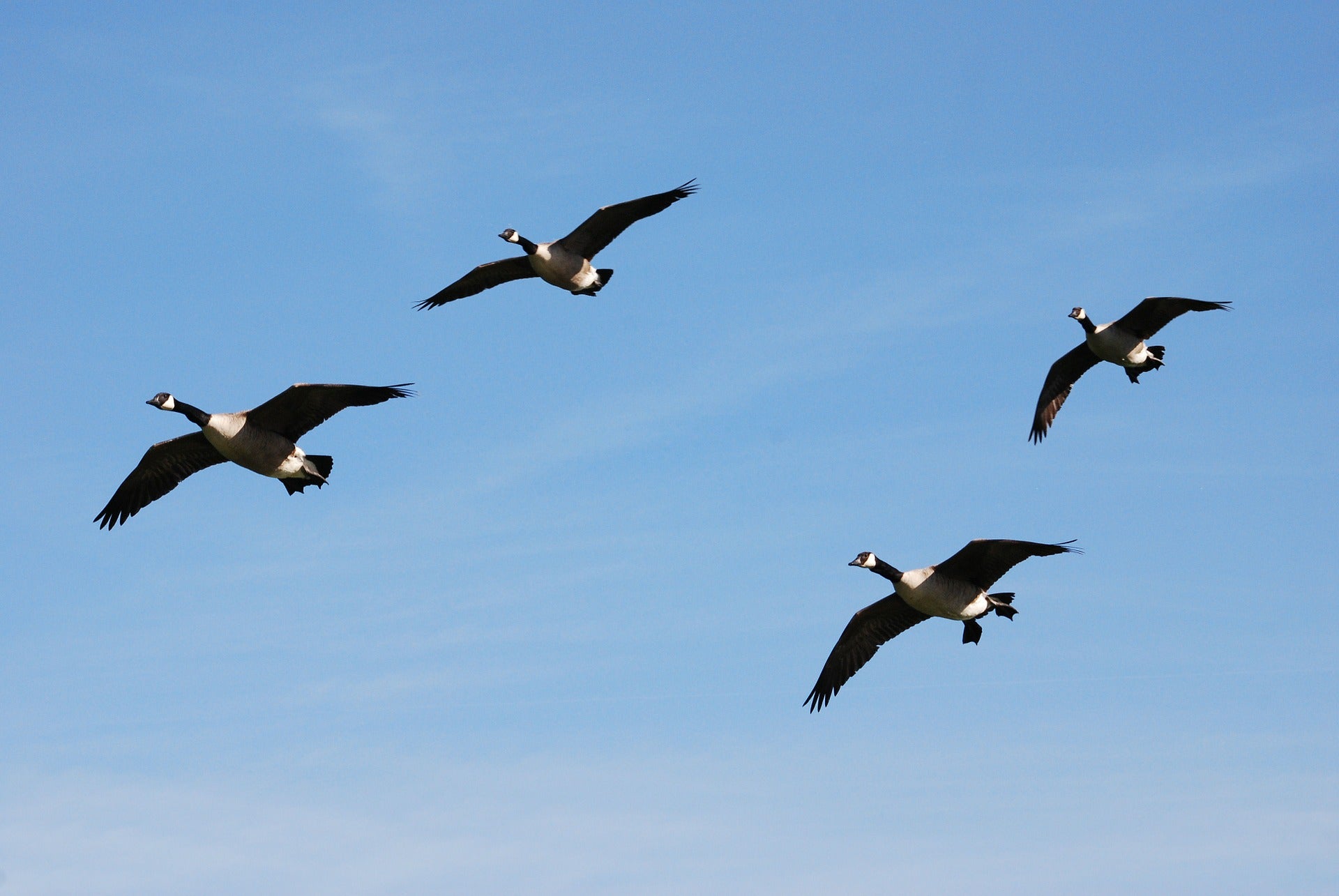 Flying Geese Practice Pattern