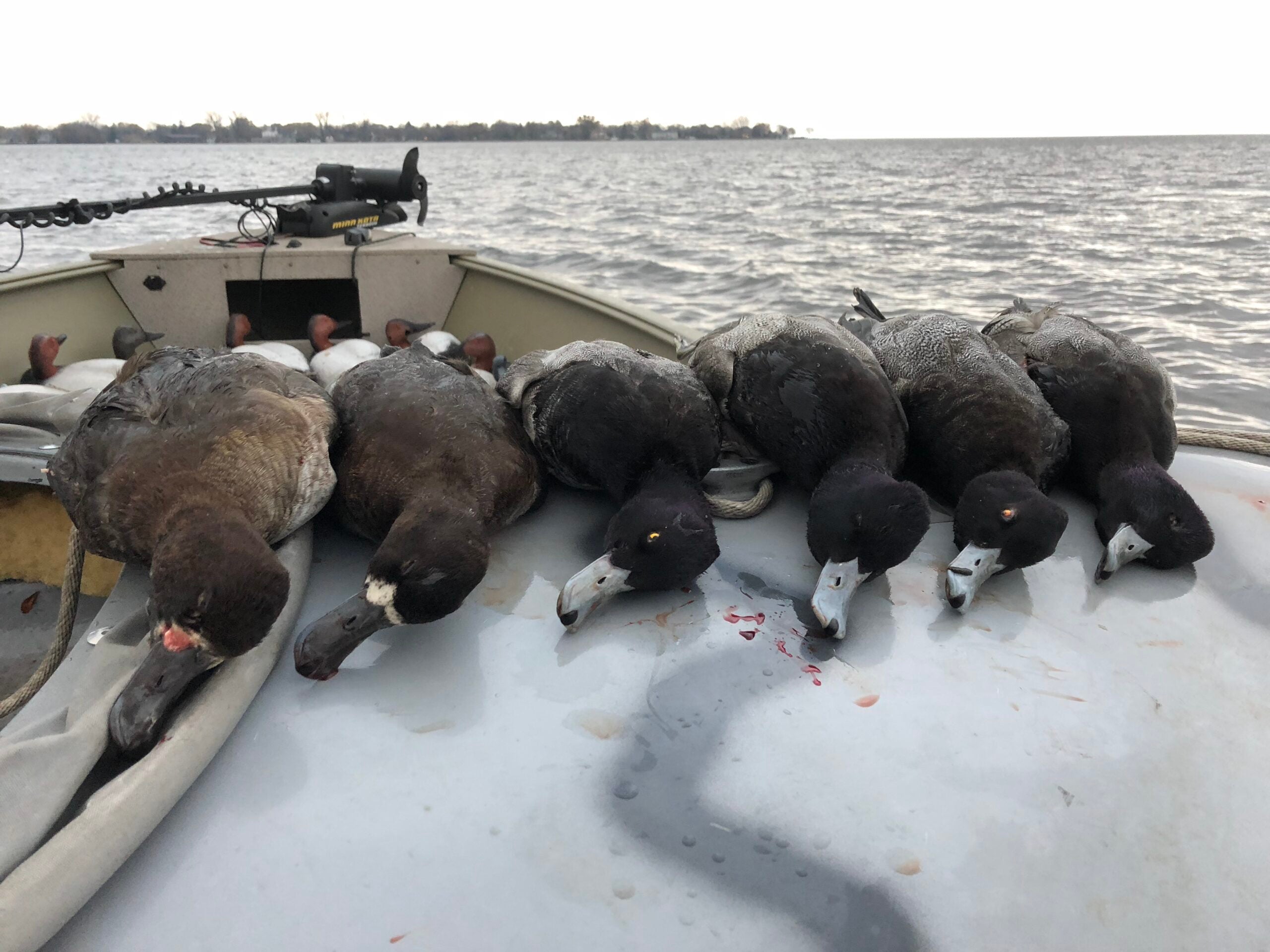 The Complete Guide to Diver Duck Hunting: Part 2 - Building - Wildfowl
