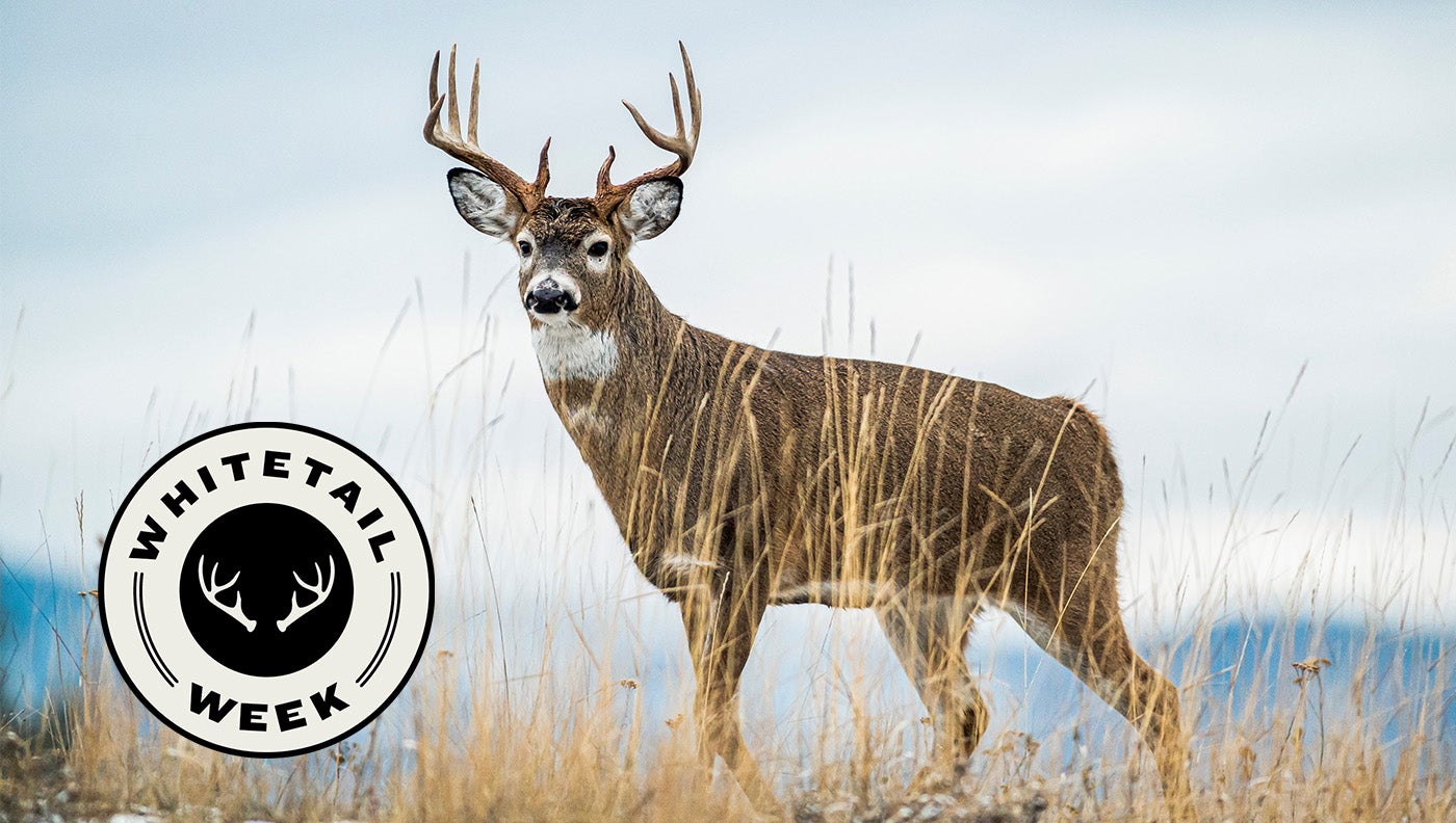 The 7 Best Days of the Whitetail Deer Rut for 2021 Field & Stream