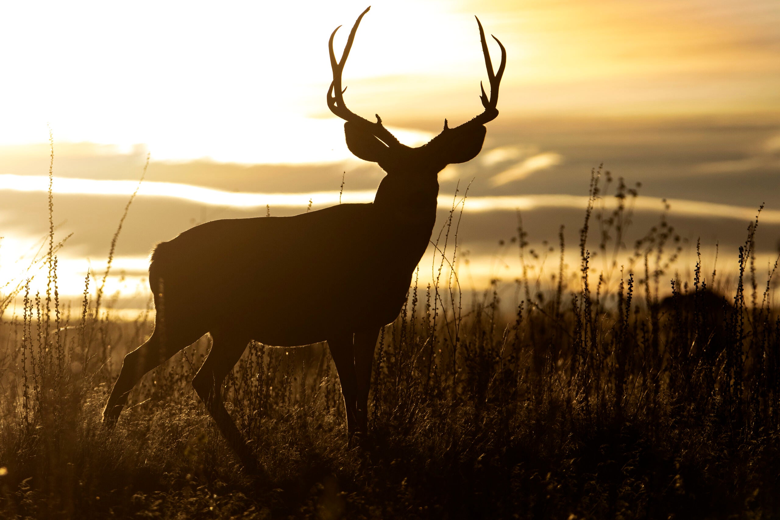 Sunset Buck  Mule deer buck at sunset. All rights reserved
