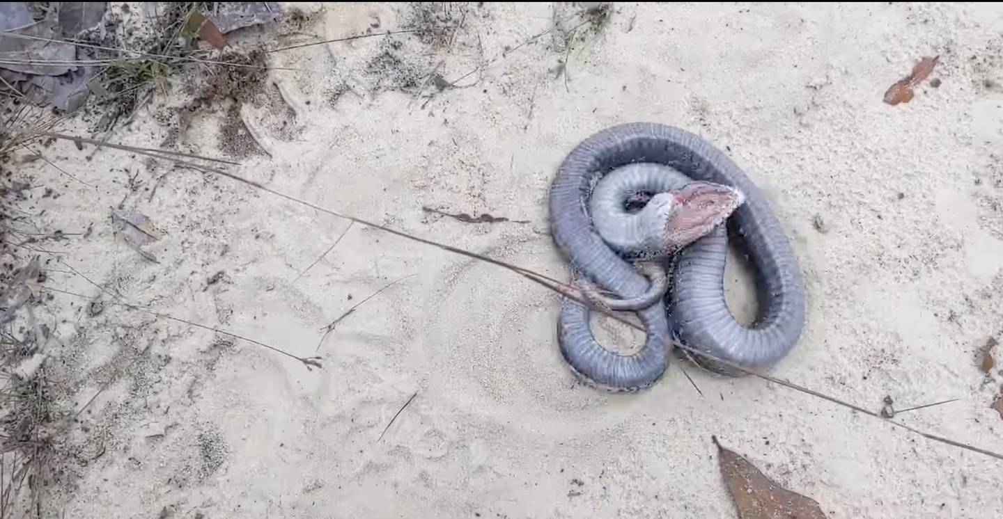 Snake Plays Dead, Puts On “Theatrical Performance Of Its Life”