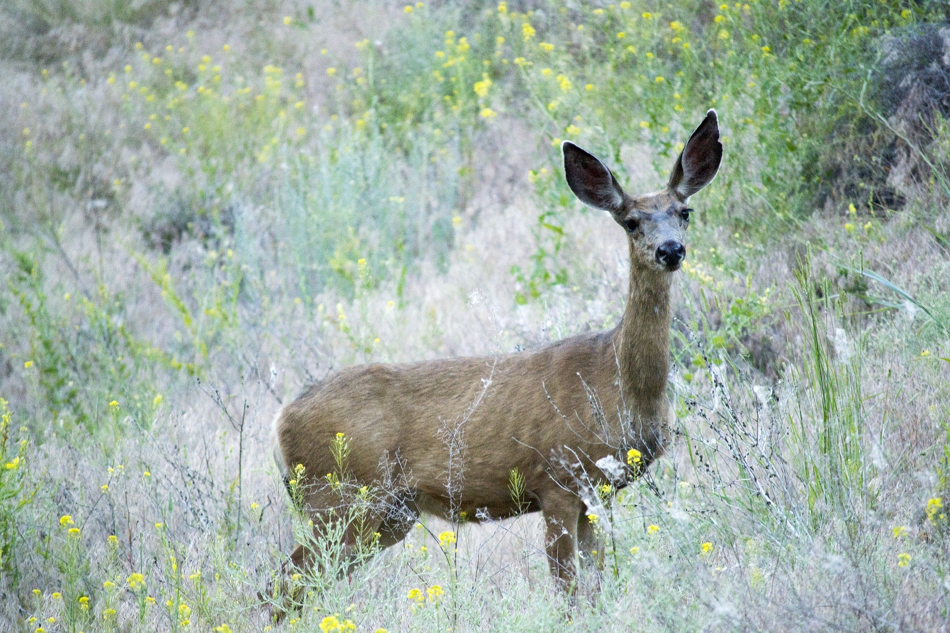 Idaho Announcing Emergency CWD Deer Hunt | Field & Stream