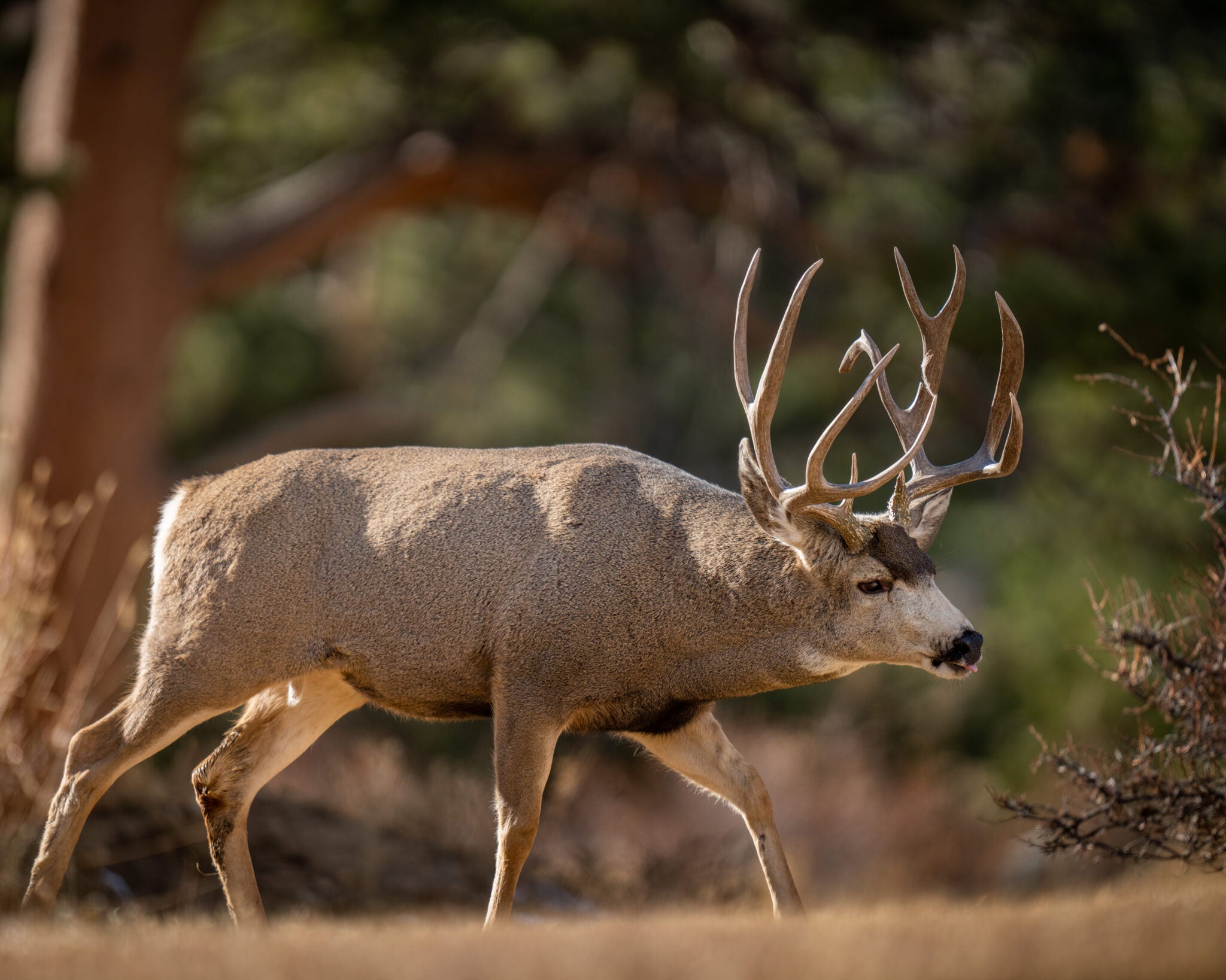 Photo Gallery Incredible Mule Deer Rut Battle in Colorado Field & Stream
