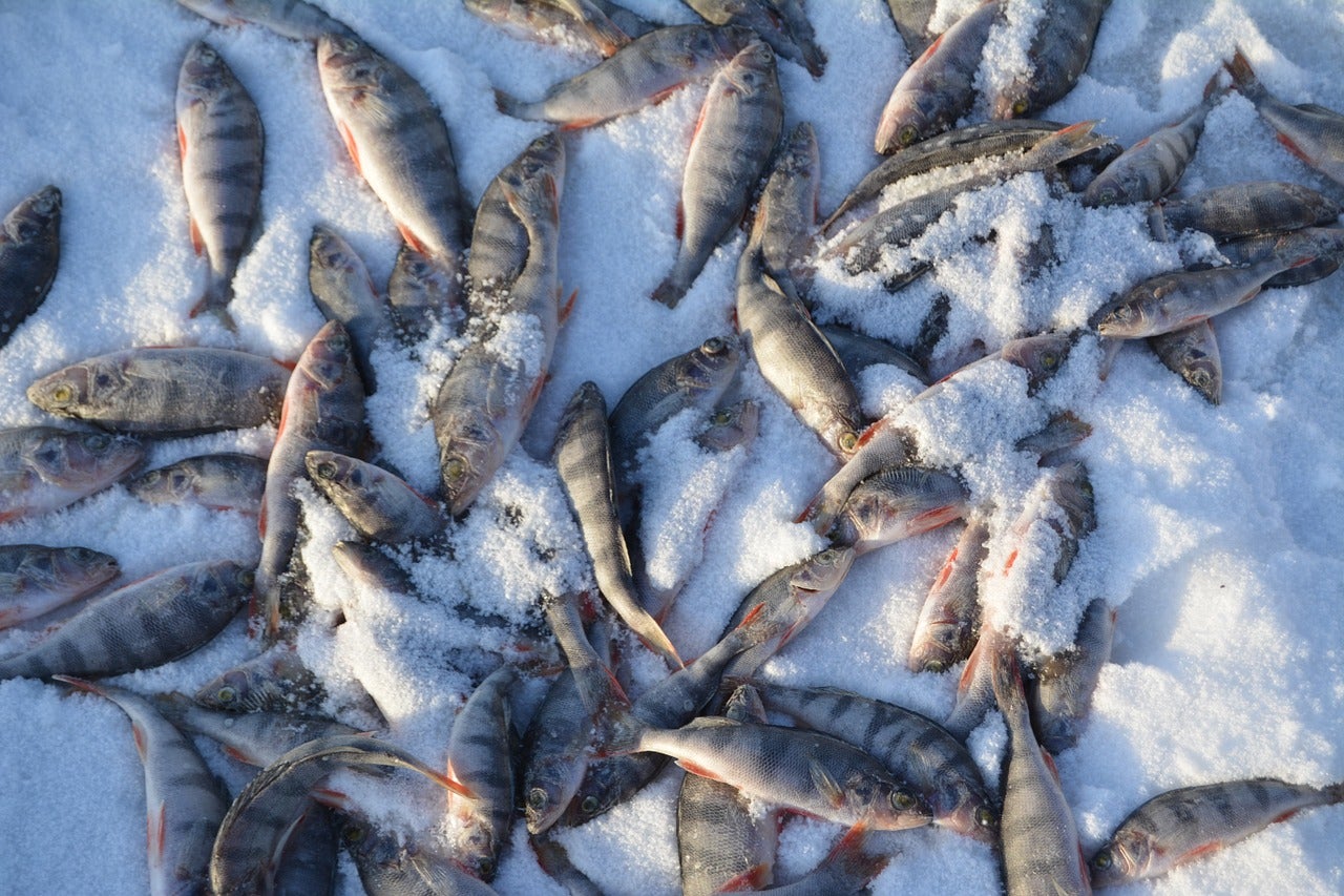 What to Put In Your ICE FISHING Bucket 