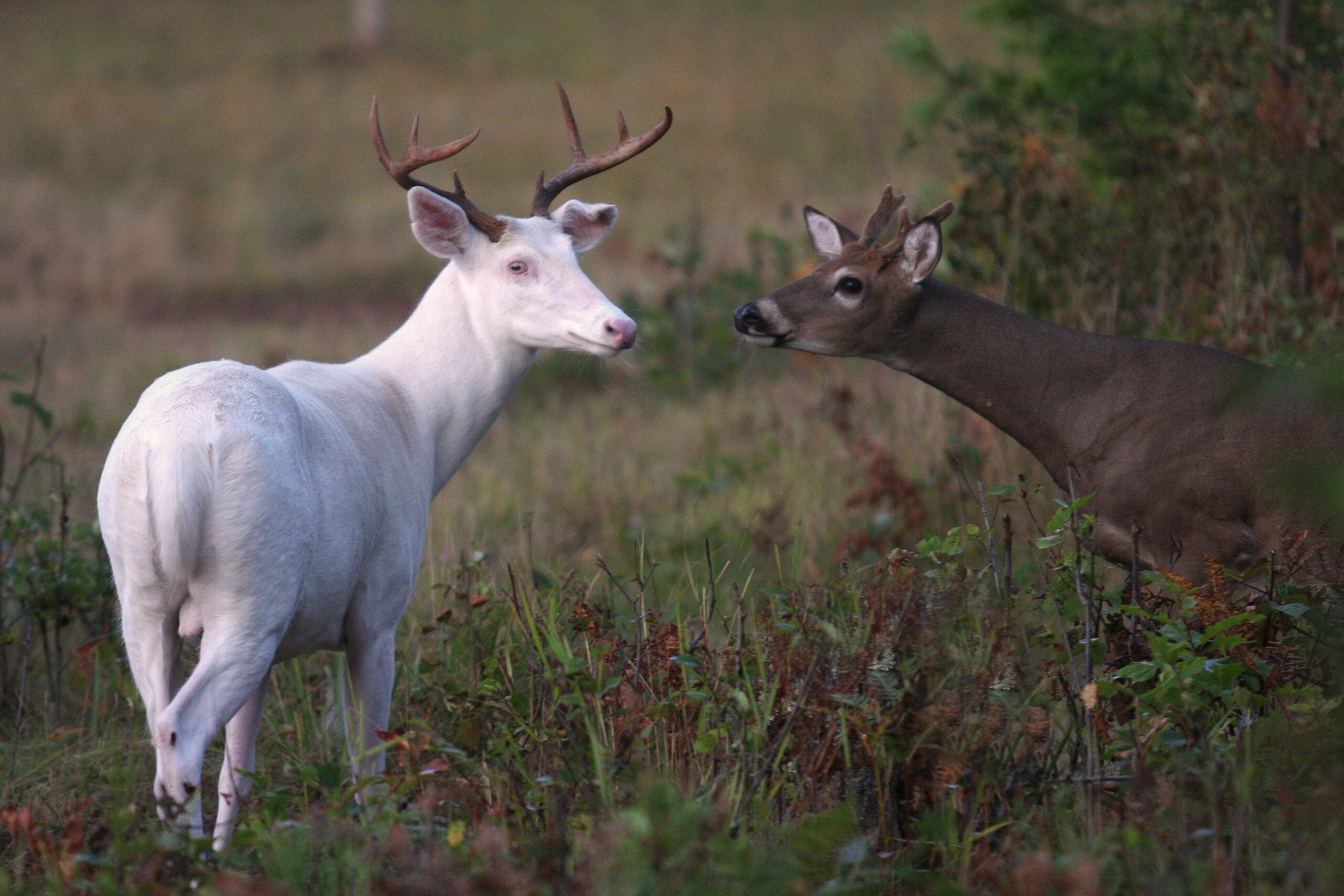 Would You Shoot an Albino Whitetail Deer? | Field & Stream