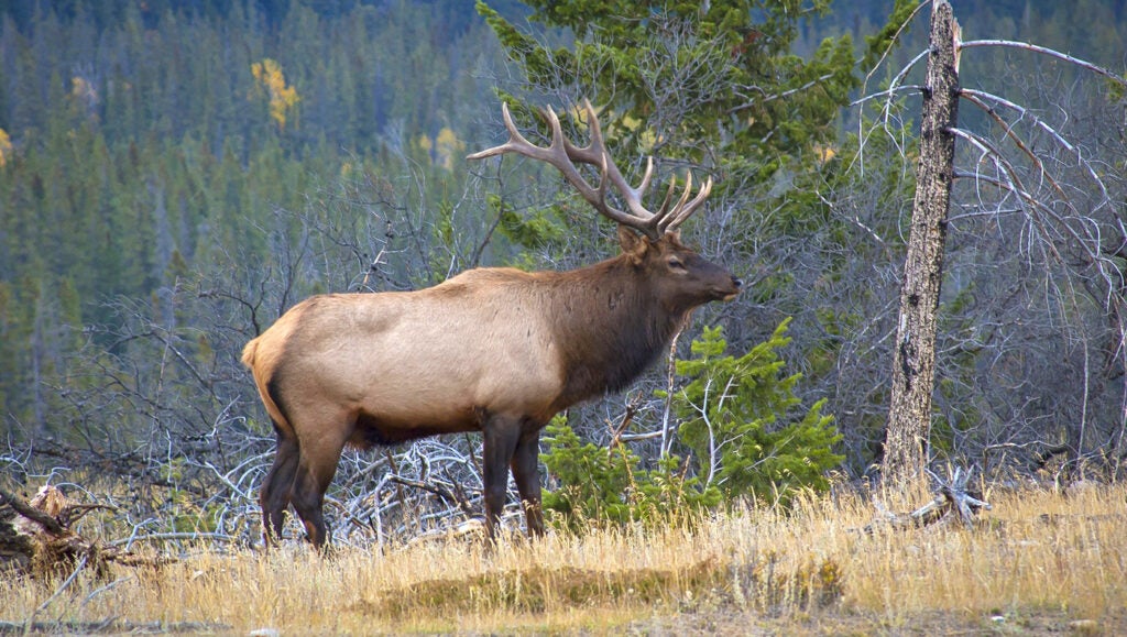 Idaho Poacher Must Spend Three Elk Seasons In Jail Field & Stream