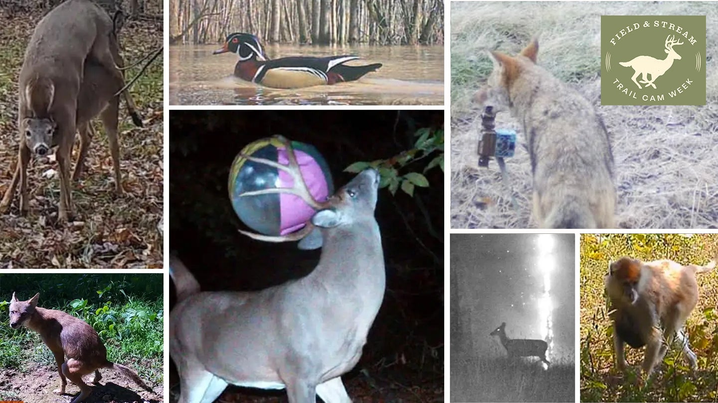 Collage of trail camera photos of deer, coyotes, ducks, and more.
