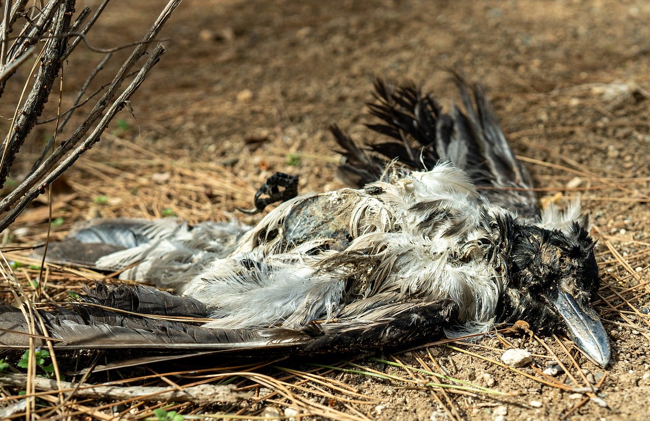 фото умершей птицы