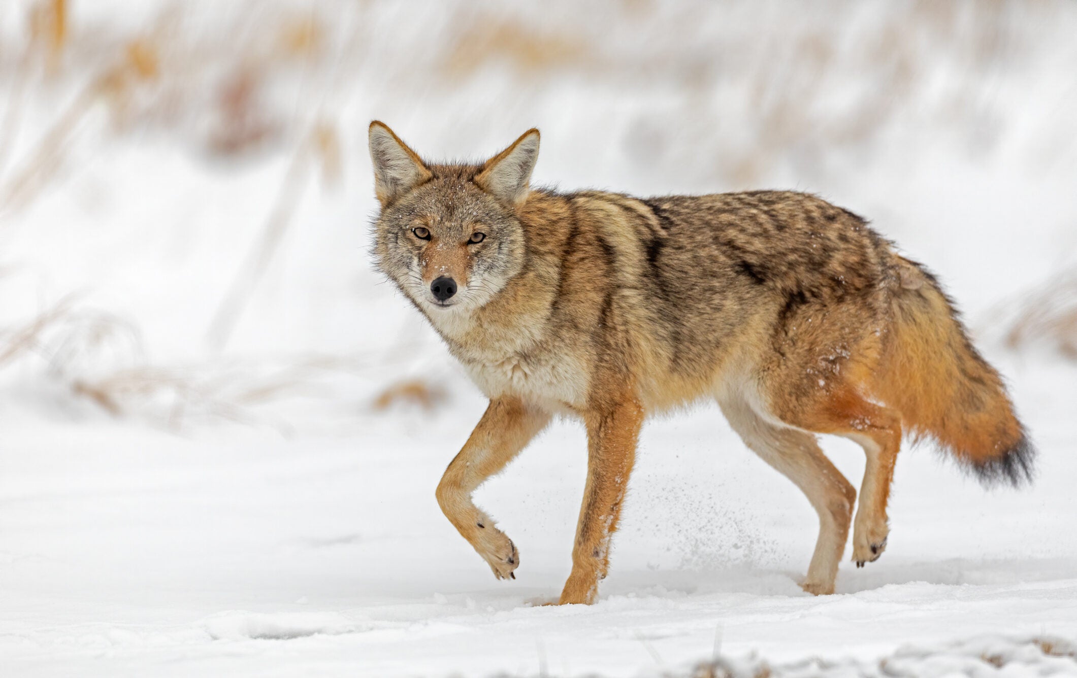 4 Expert Tips for Hunting Late Winter Coyotes Field & Stream