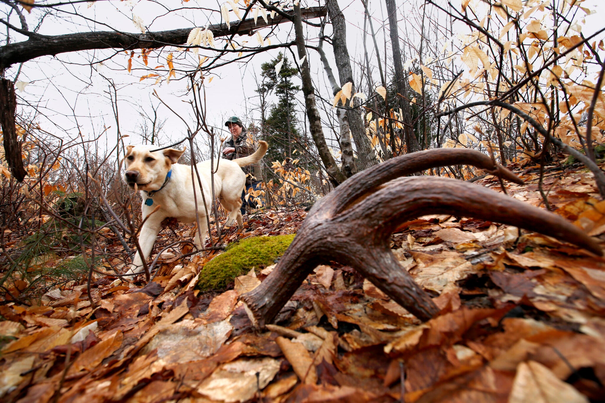 Shed Hunting 101: Expert Tips for Finding More Antlers This Spring