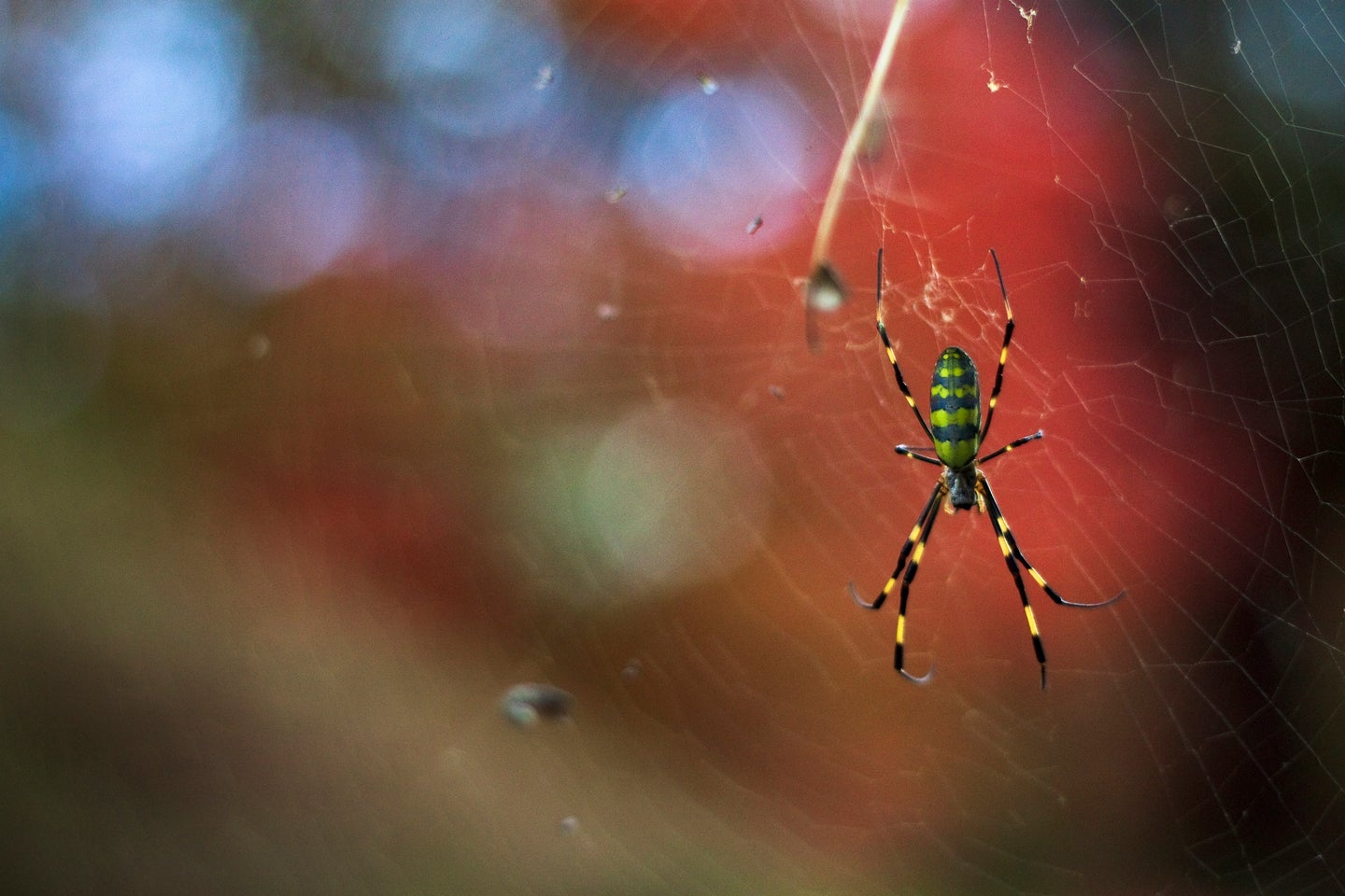 South Carolina: Joro spiders continue to spread in the Carolinas