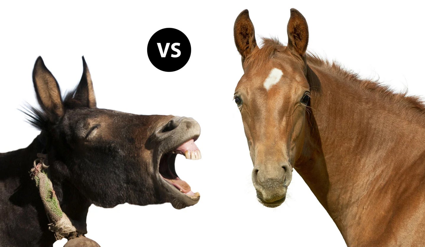 Mule vs Horse for Big-Game Hunting