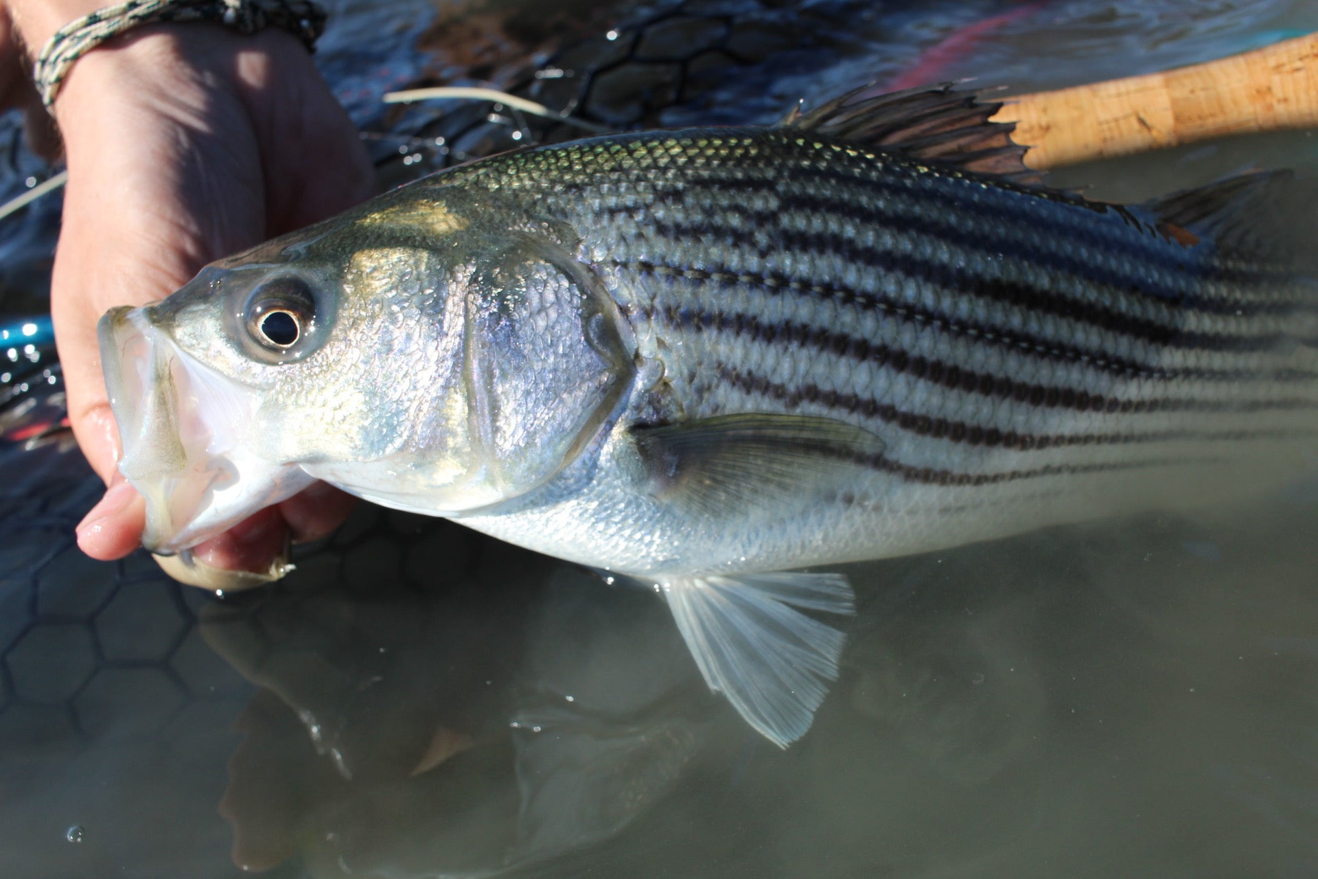 Fishing for Striped Bass With Live Bait