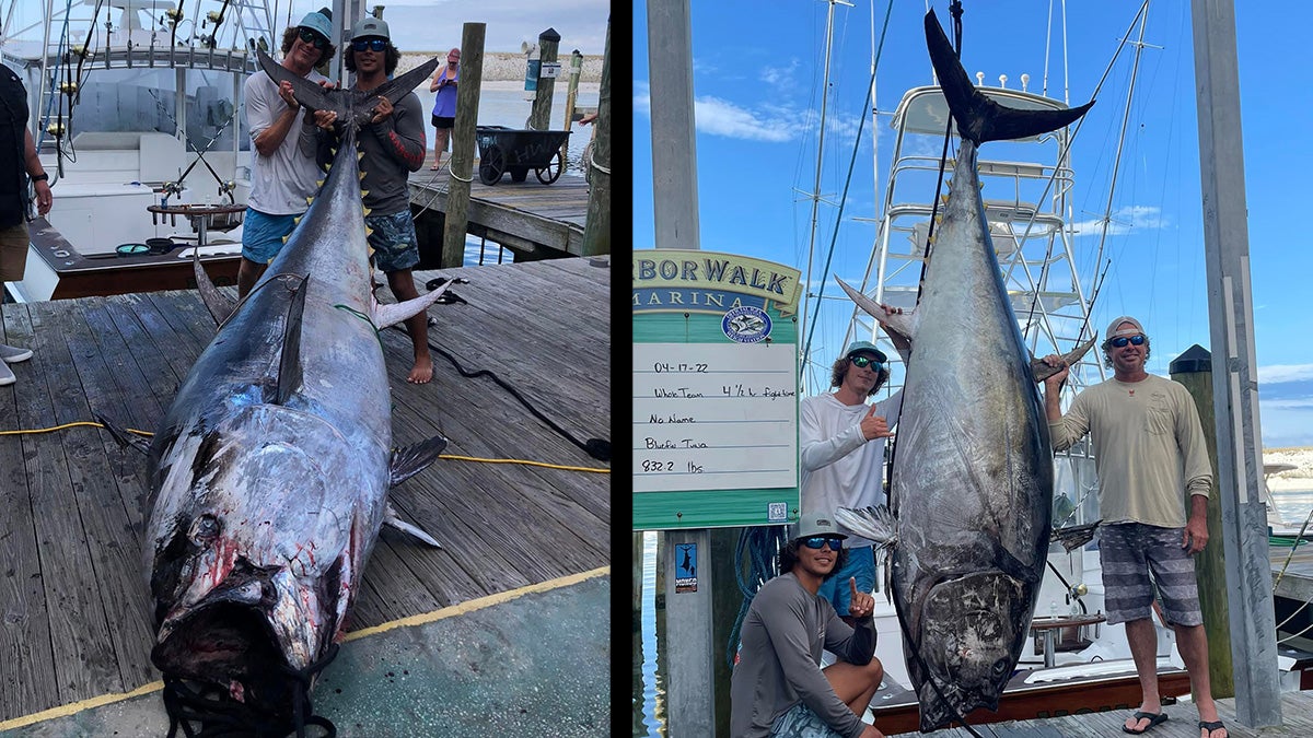 Florida Fishermen Catch 832Pound Bluefin Tuna Field & Stream