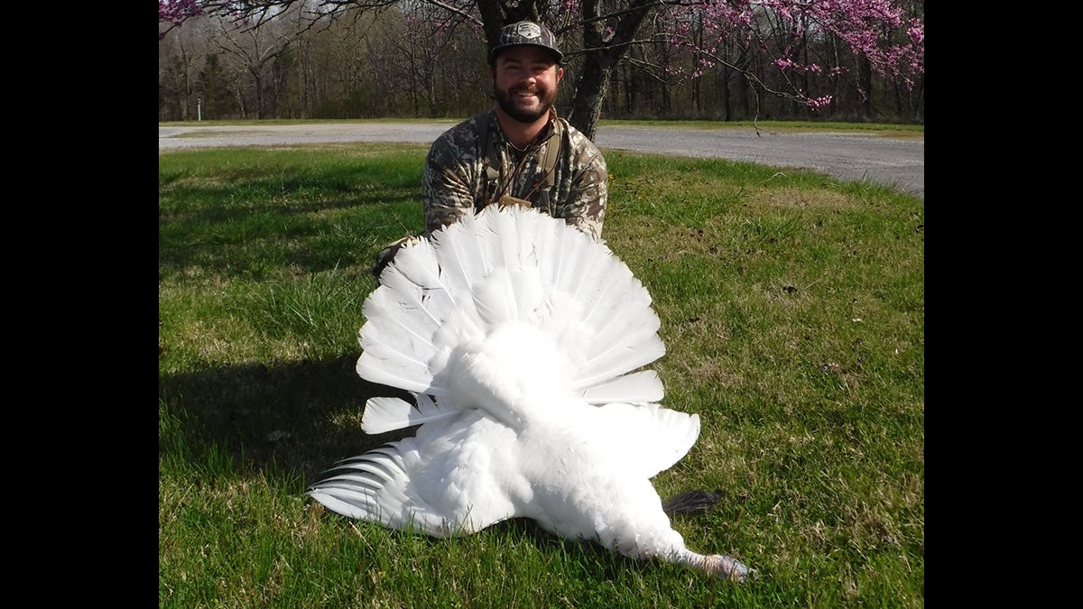 AllWhite Leucistic Wild Turkey Killed in Western Kentucky Field & Stream