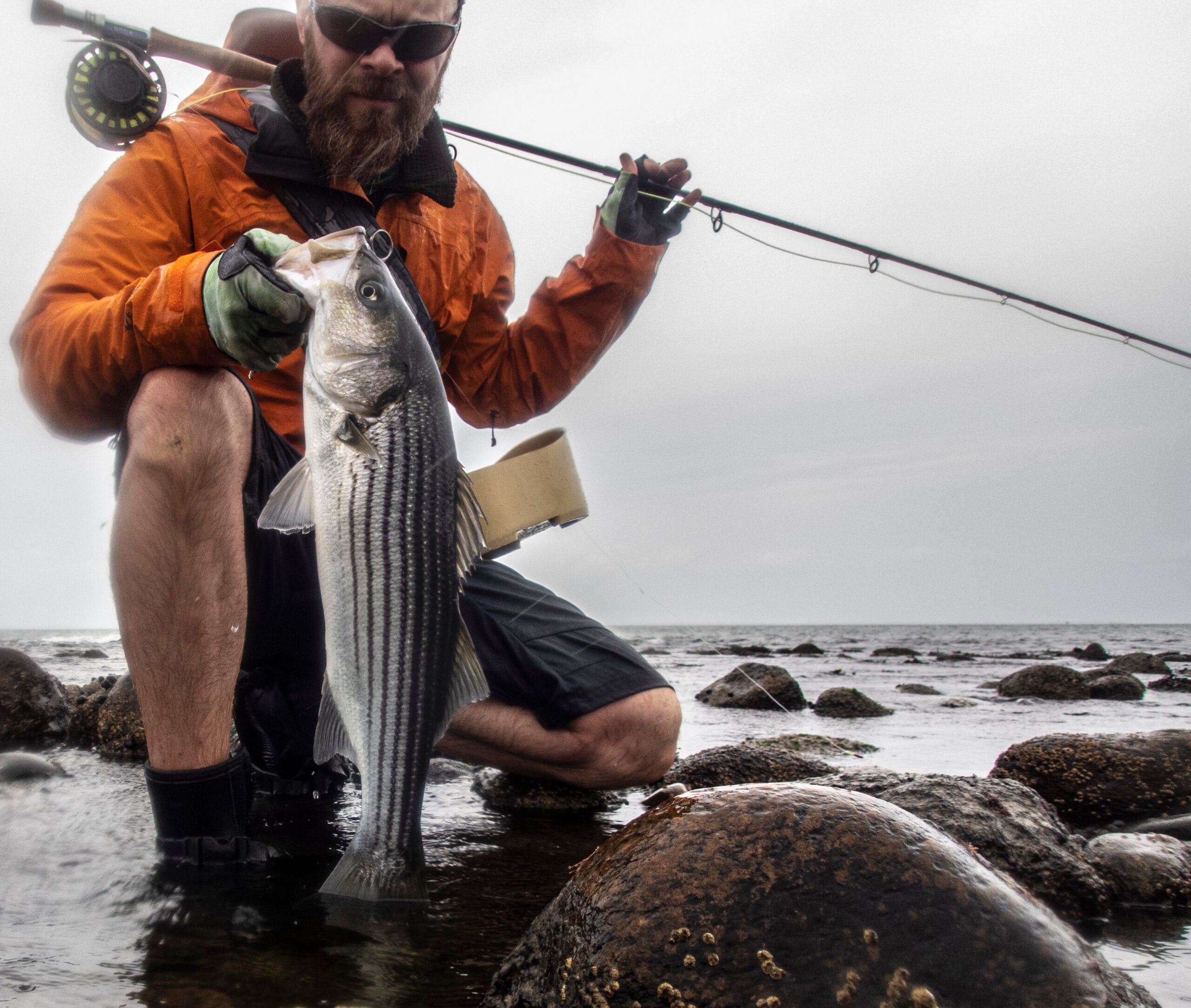 Beginners Guide to Fly Fishing For Striped Bass