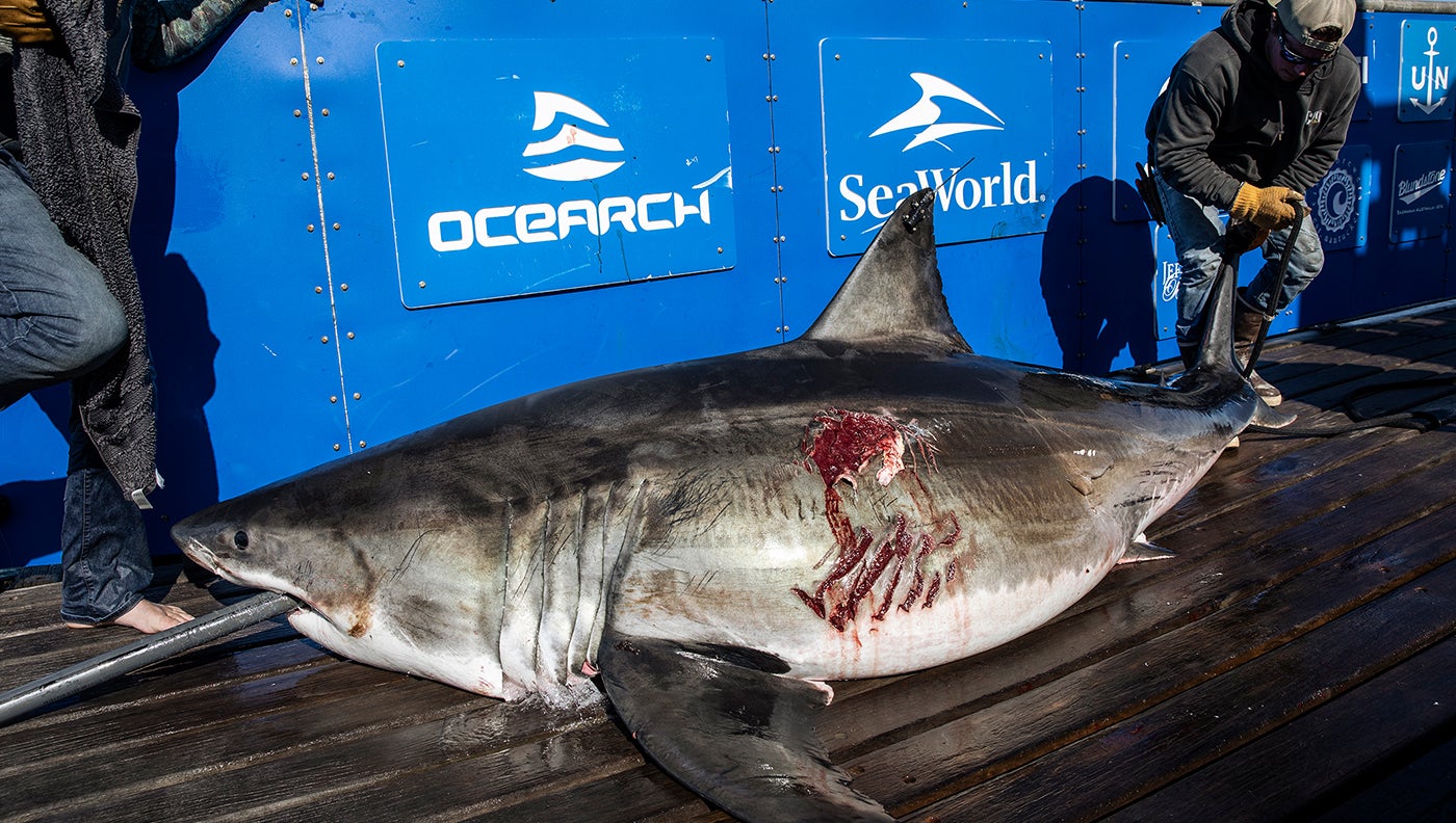 Large Great White Shark Pings Off Of Ocean City, New Jersey Coast