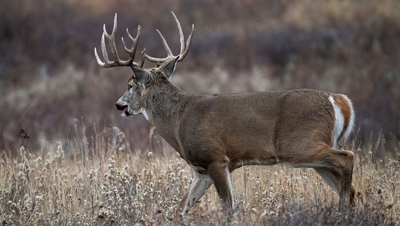 Big Buck Hunting Secrets | Field & Stream
