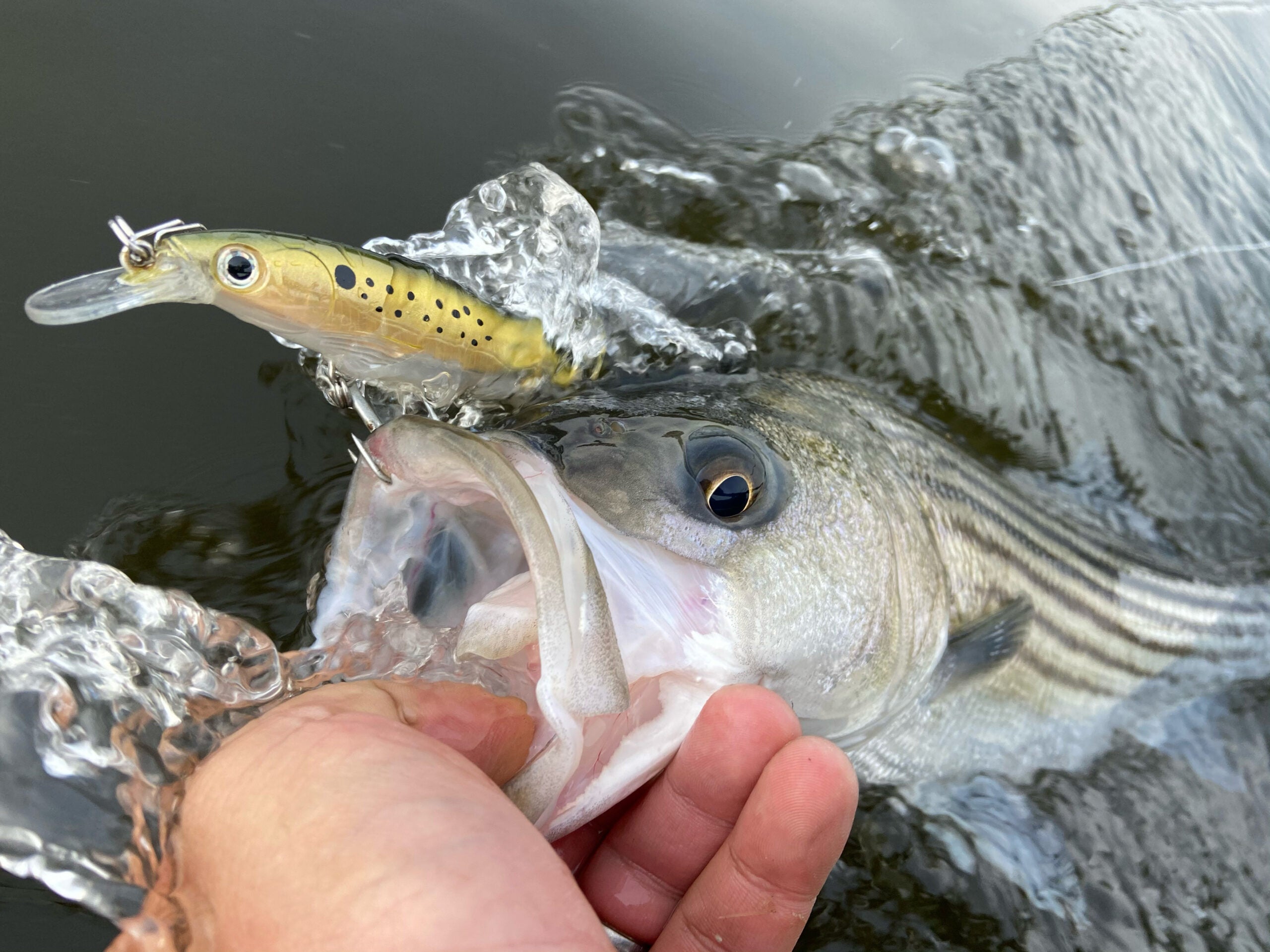 How to Catch Striped Bass at New Jersey Jetties - On The Water