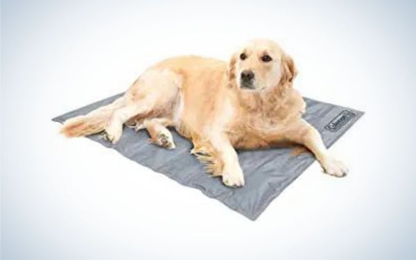 what is the best outdoor dog bedding