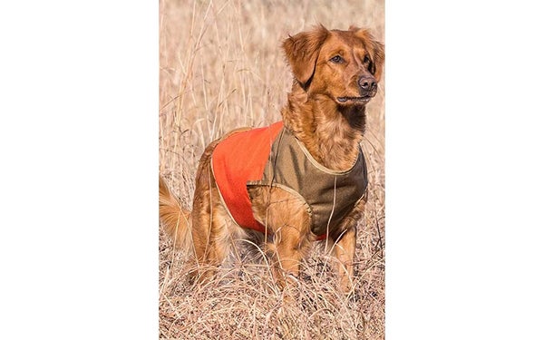 labrador retriever hunting vest