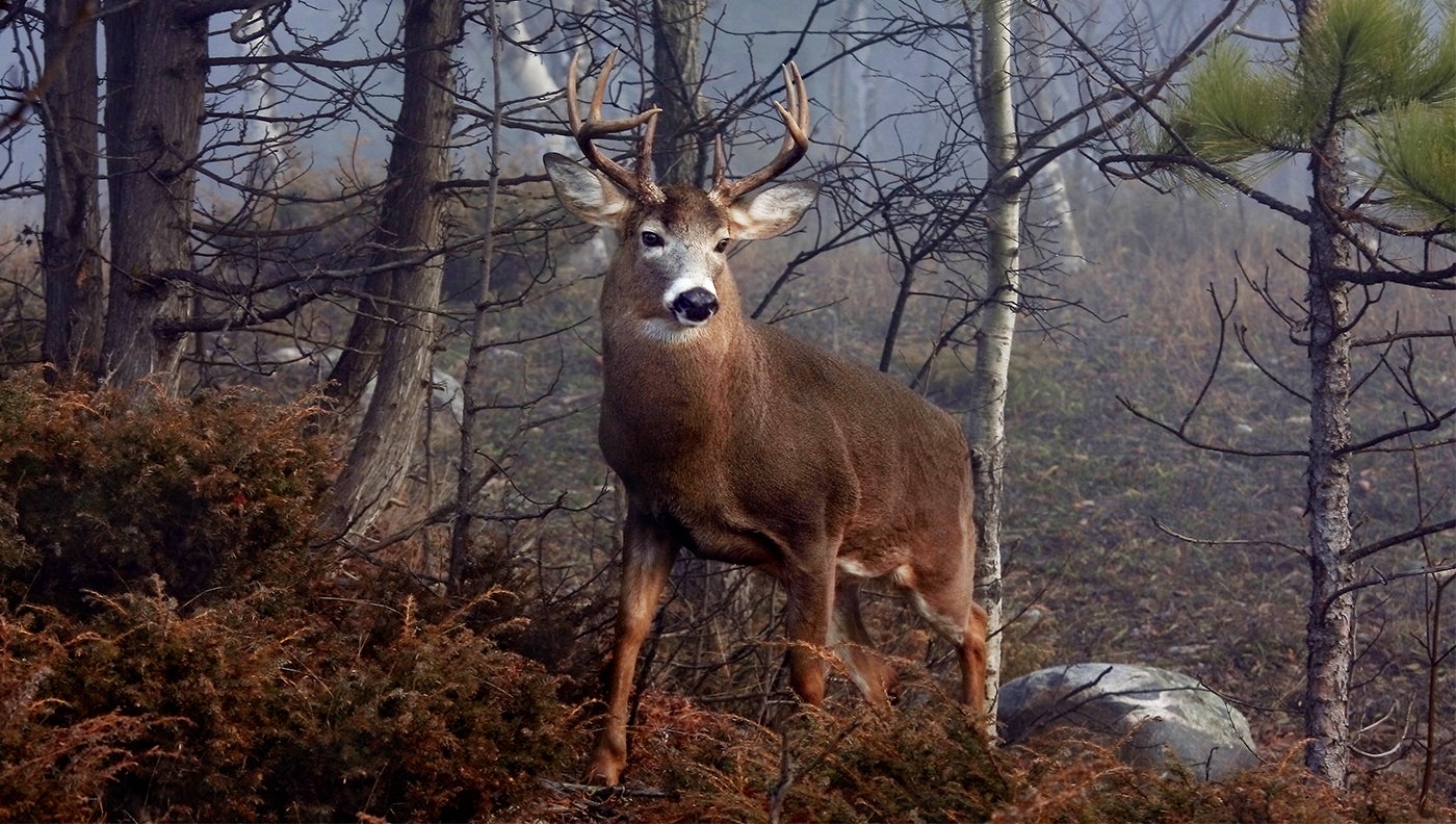 Straight Talk from a Maine Deer Guide on Tracking and Still-Hunting Big-Woods Bucks