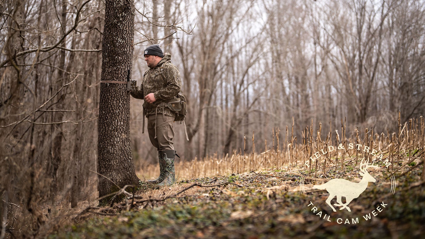 A hunter installs a cellular trail camera on a tree near a cut cornfield