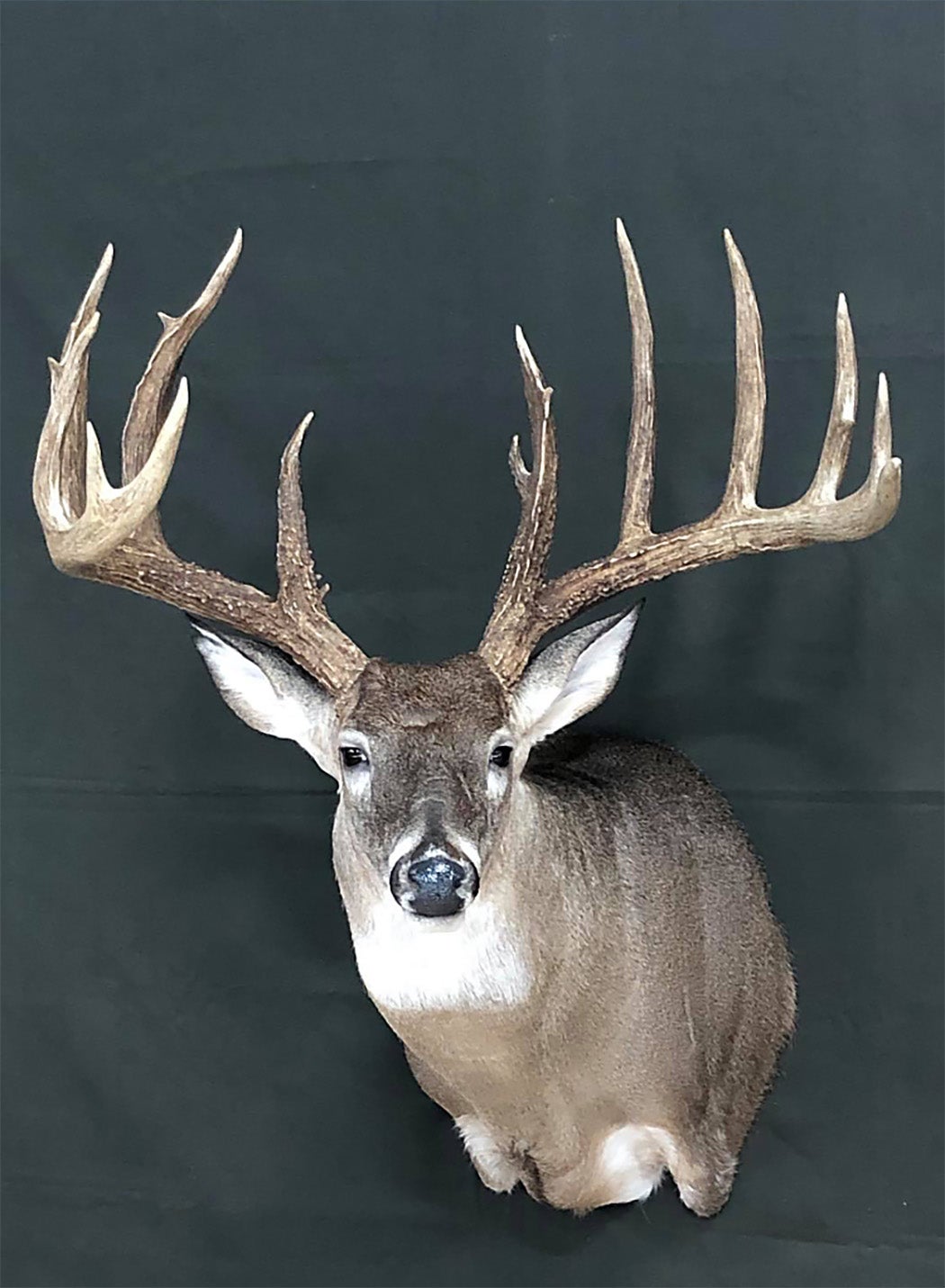 Tennessee Hunter's 47-Point Deer Breaks World Record - The New York Times