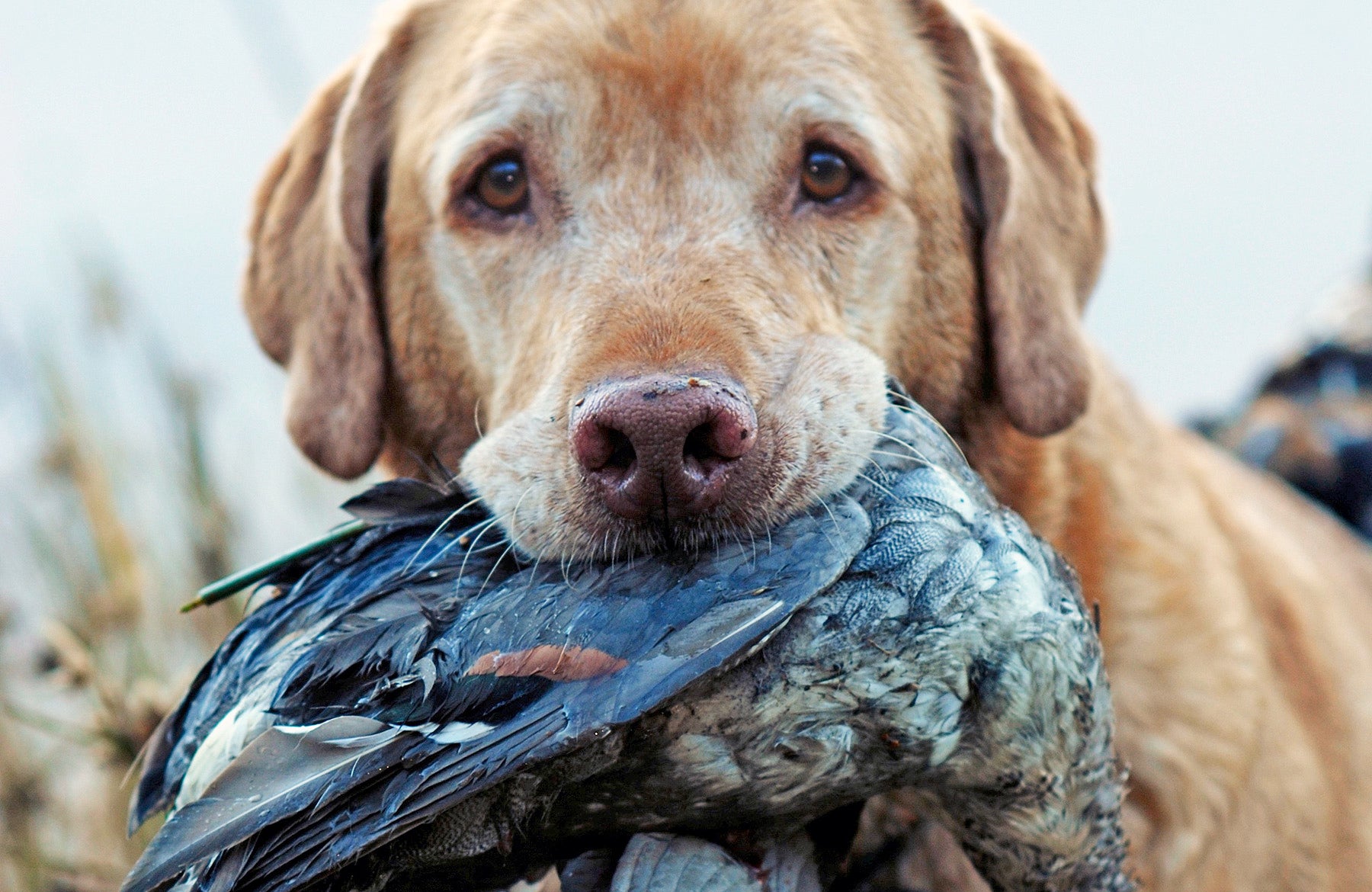 duck hunting dogs brown        <h3 class=