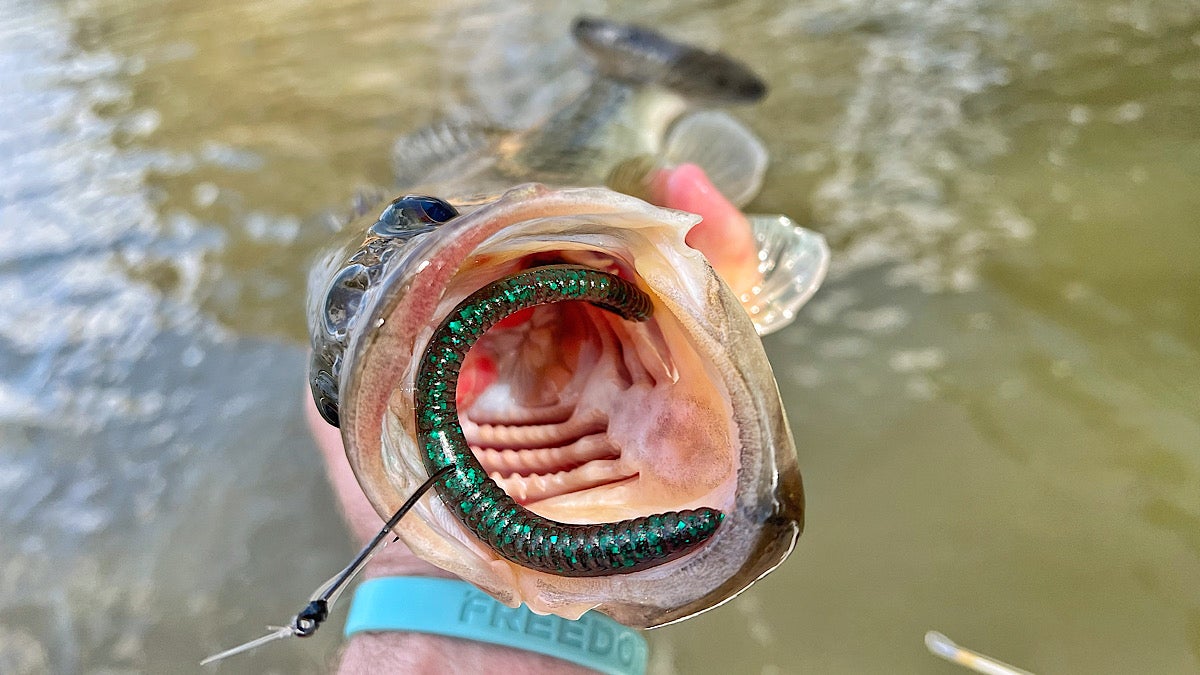 angler holding bass with worm in it's mouth