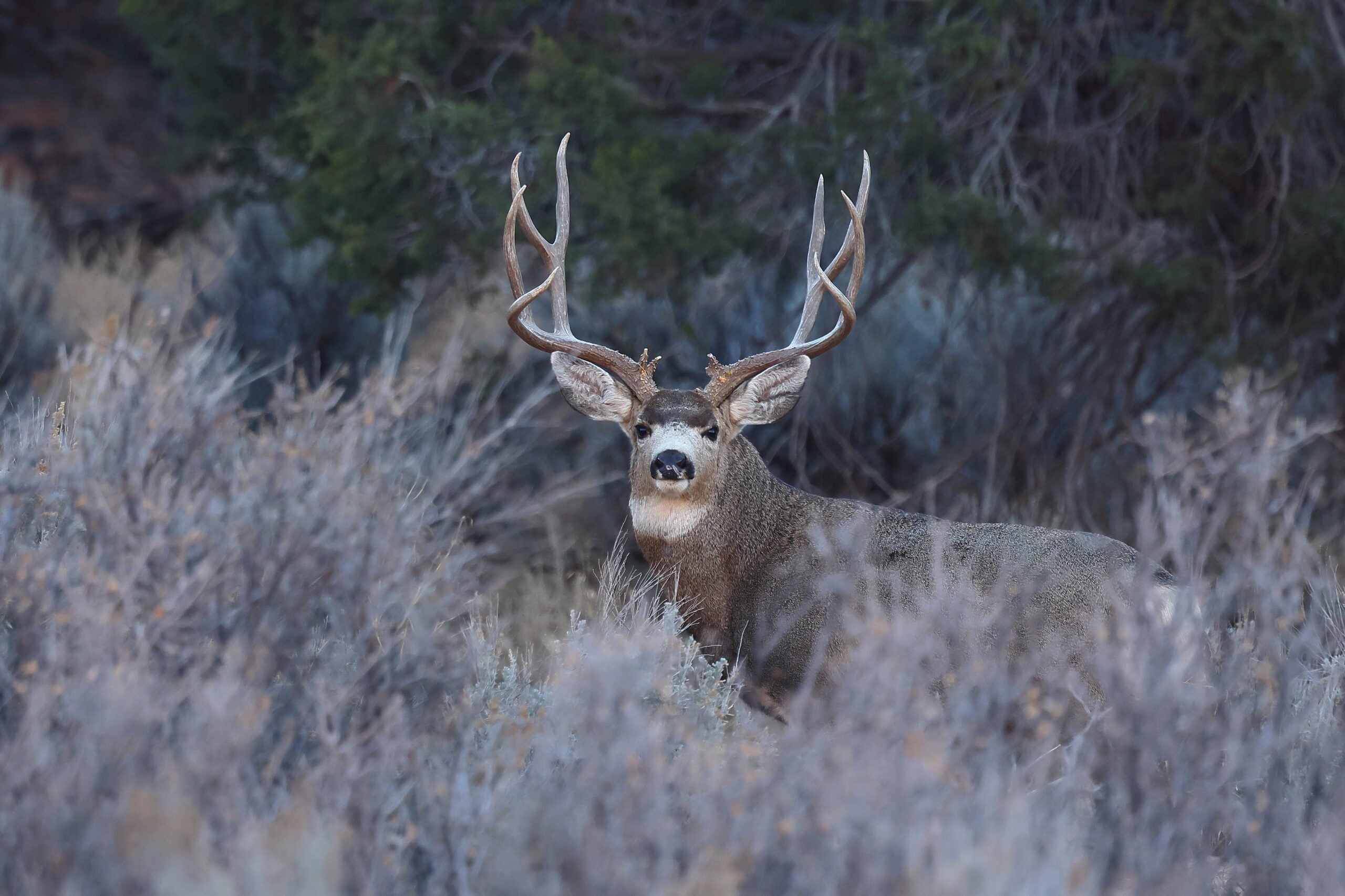 Is This 12-Year-Old Girl's Mule Deer a World Record? | Field & Stream