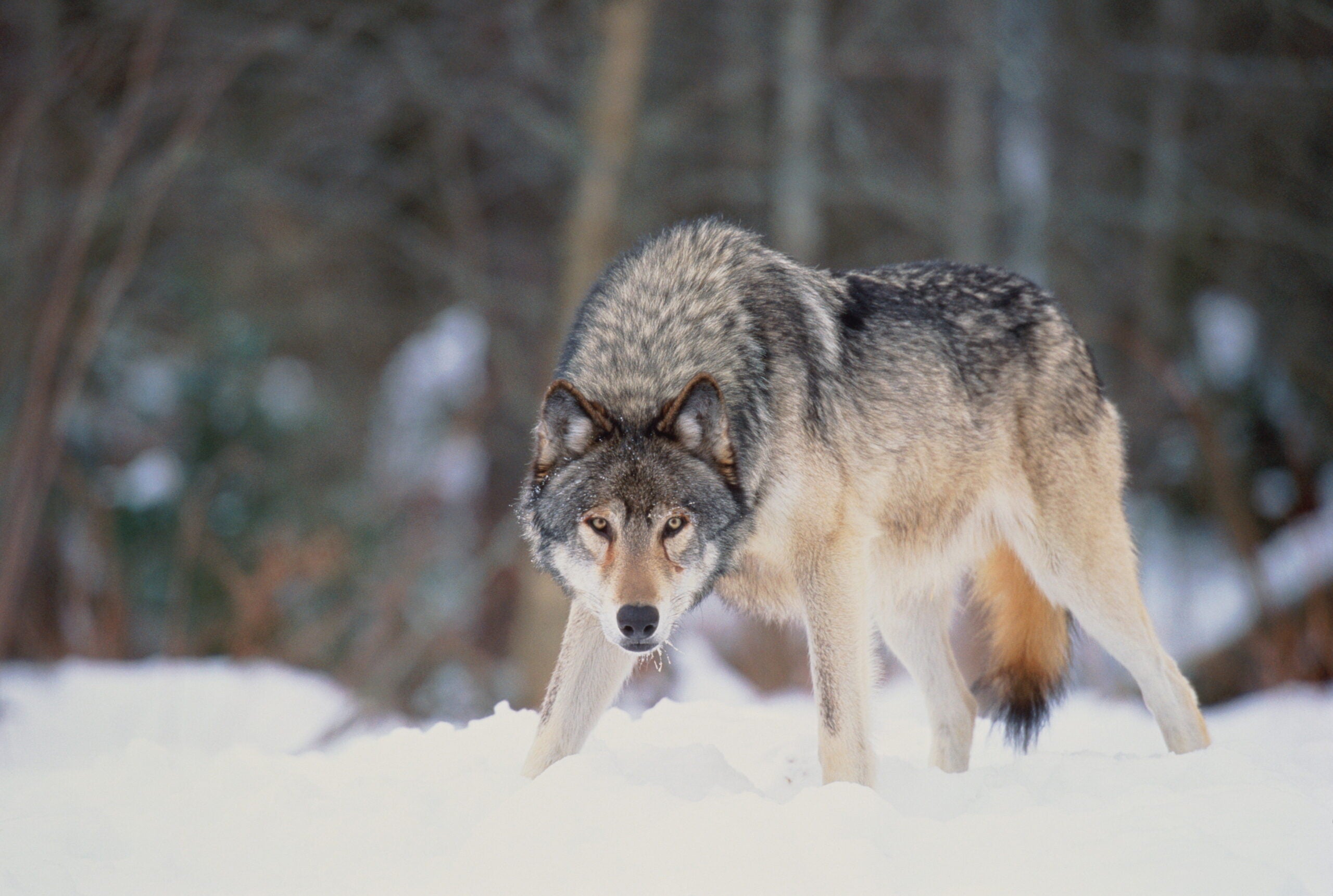 No charges filed against Michigan hunter who shot gray wolf