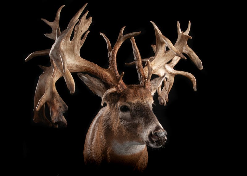The Most Famous Whitetail Deer Ever | Field & Stream