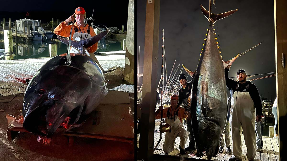 Giant 900-Pound Bluefin Tuna Caught in North Carolina