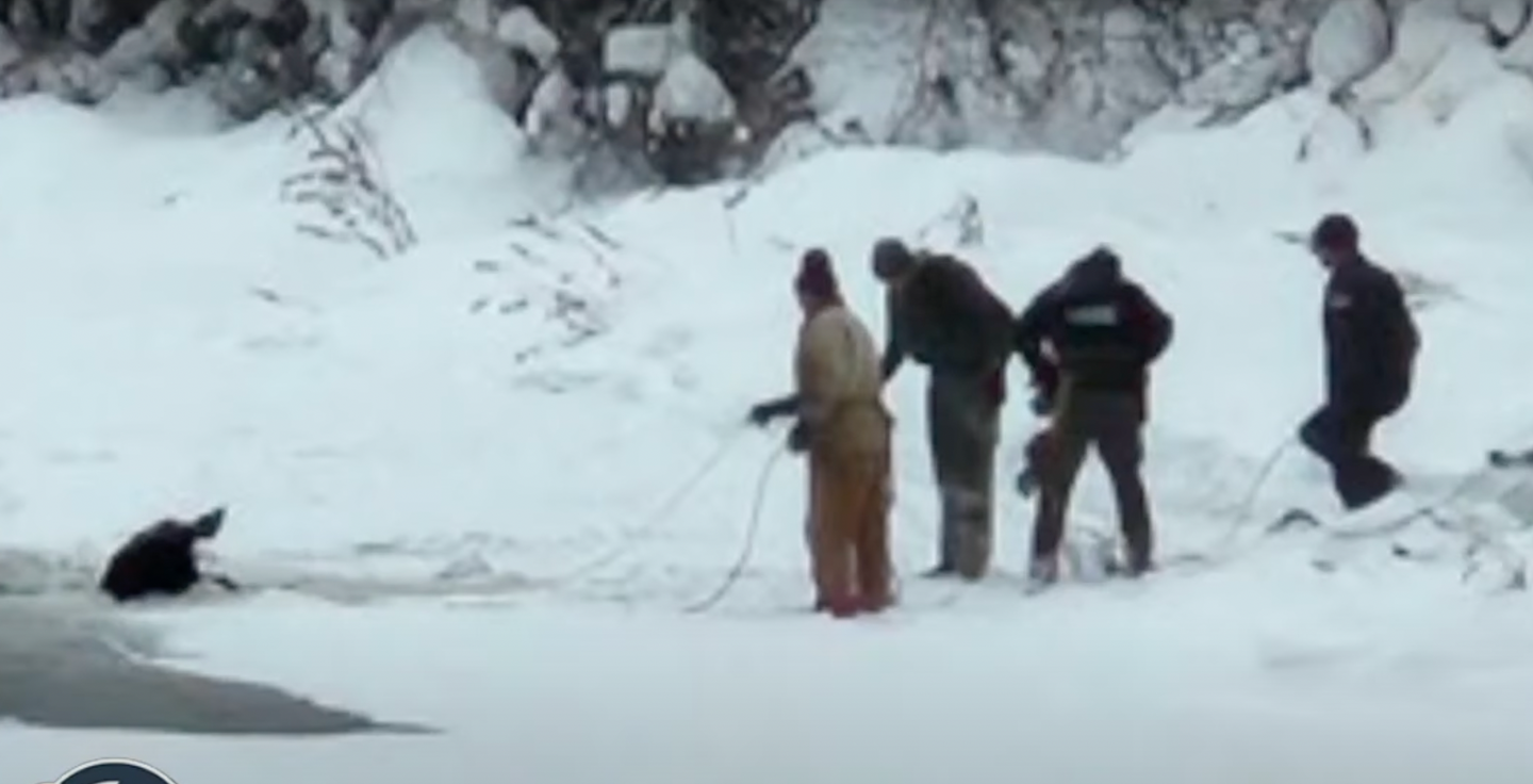 Moose Rescued from Frozen River, Reunited with Calf | Field & Stream