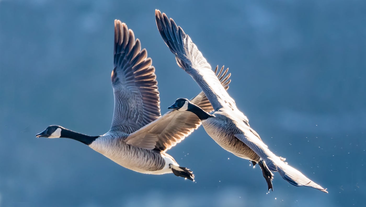 How to Hunt Late-Season Geese