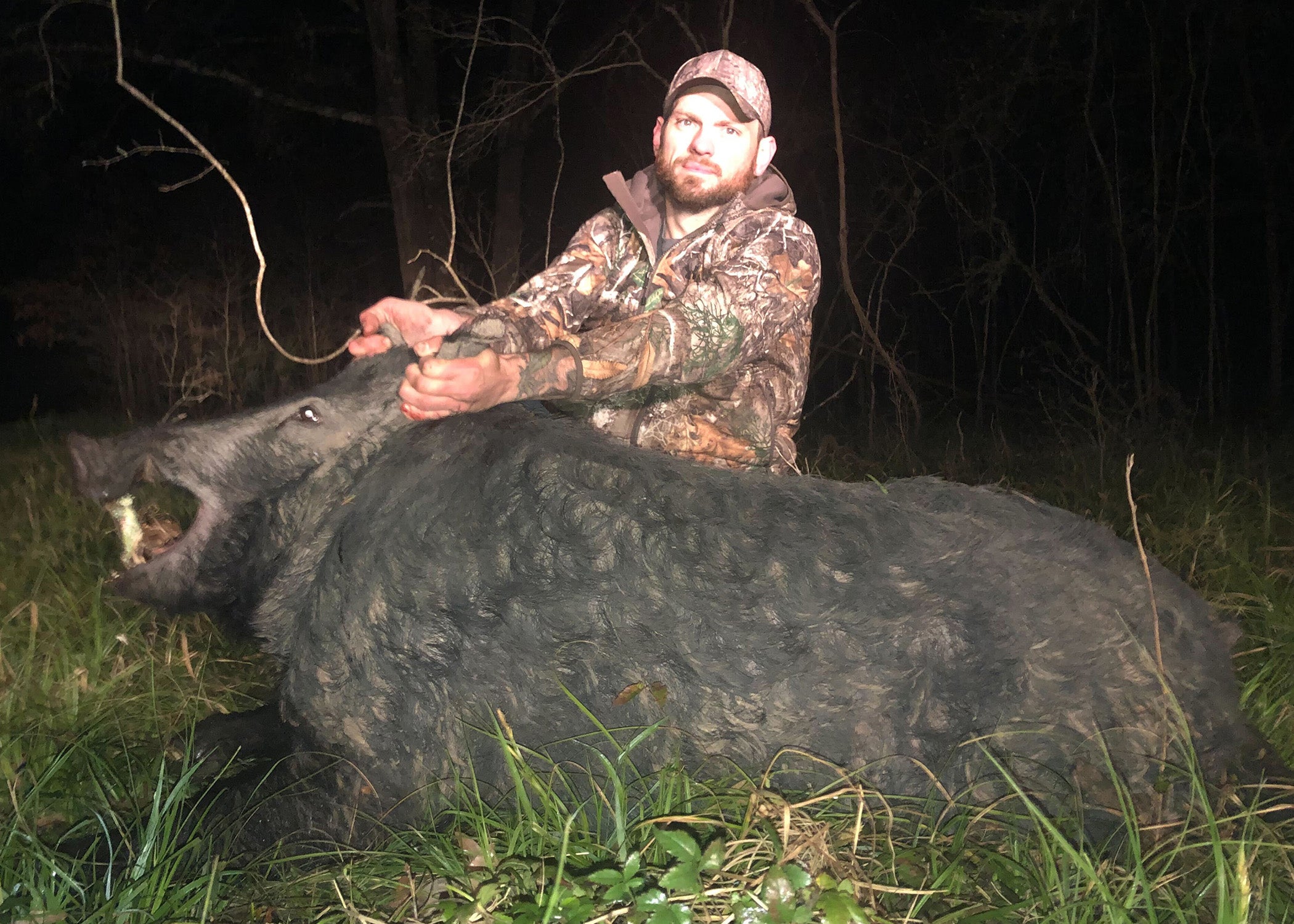 giant wild boar hunting