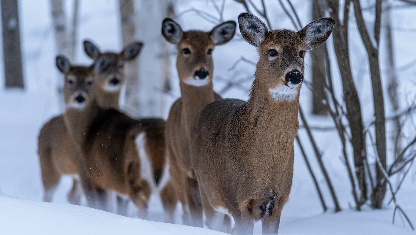 What Do Deer Eat in the Winter?