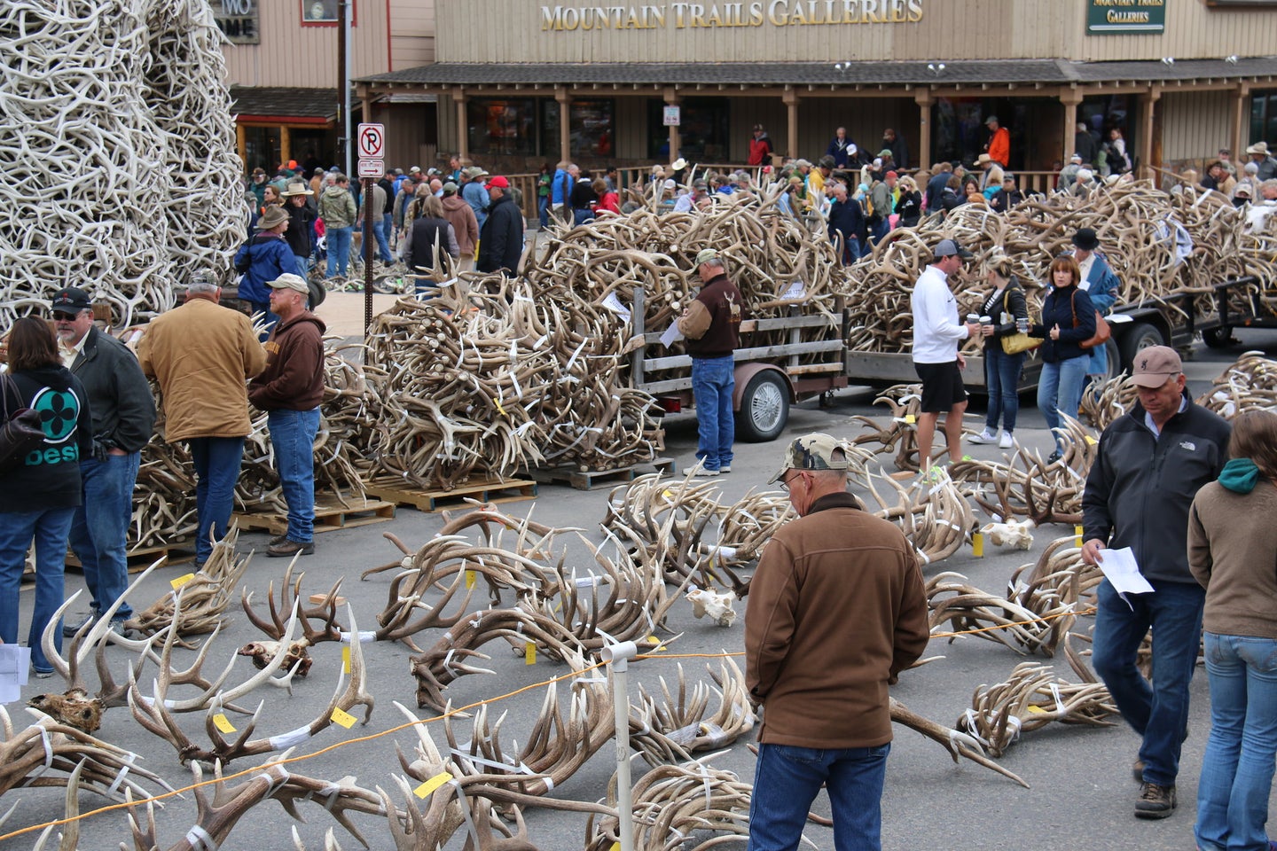 Shed antler and horn hunting season closed for western, southern Wyoming -  Casper, WY Oil City News