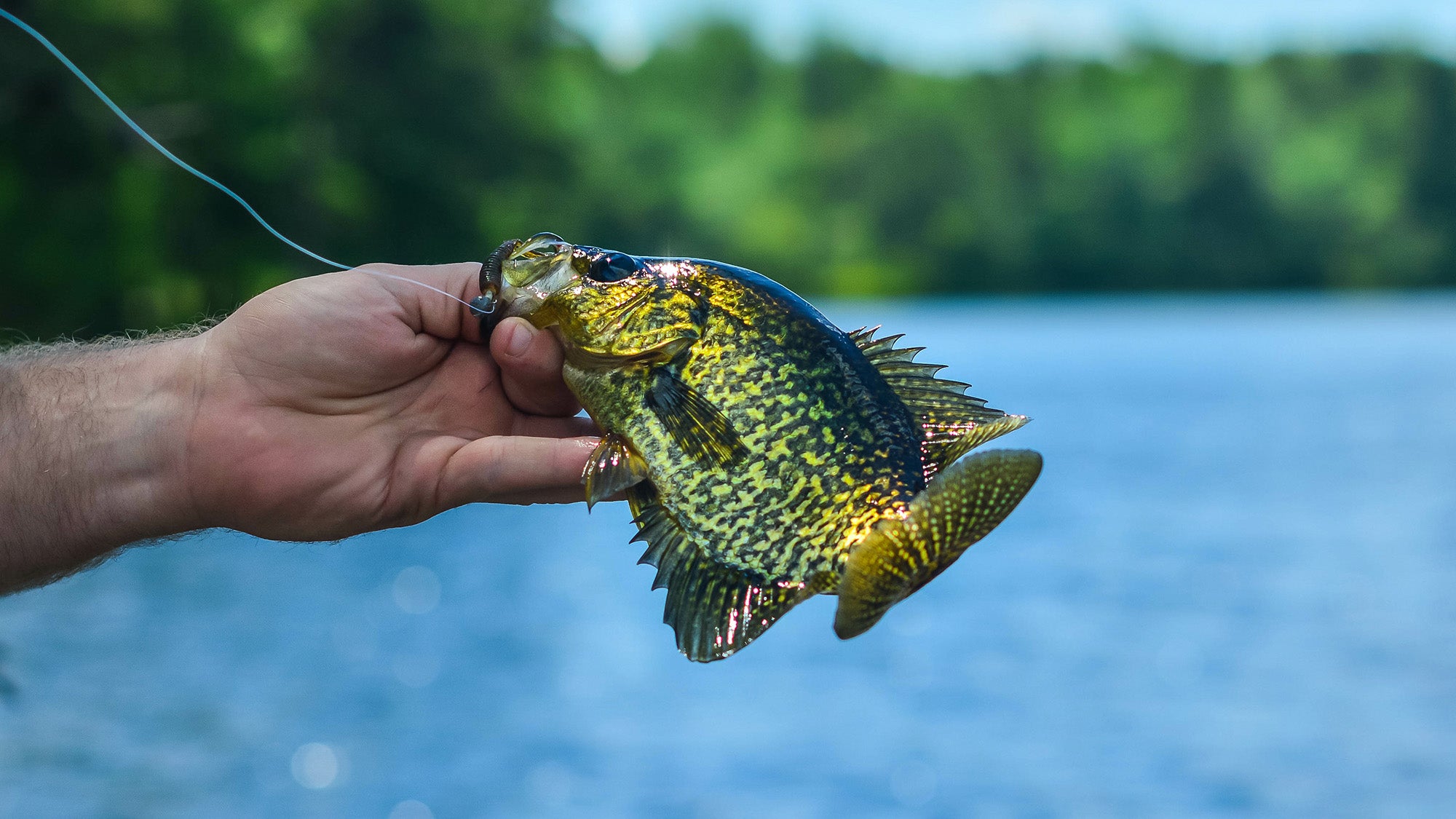 THIS SIMPLE TIP CATCHES LOADS OF CRAPPIE!!! (We Caught ALL Of These Quick  and Easy!) 