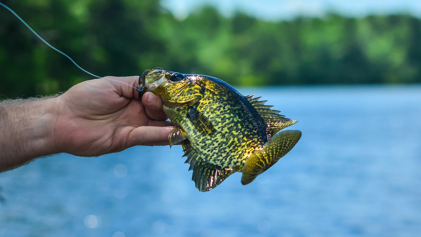 Green Crappie Lure