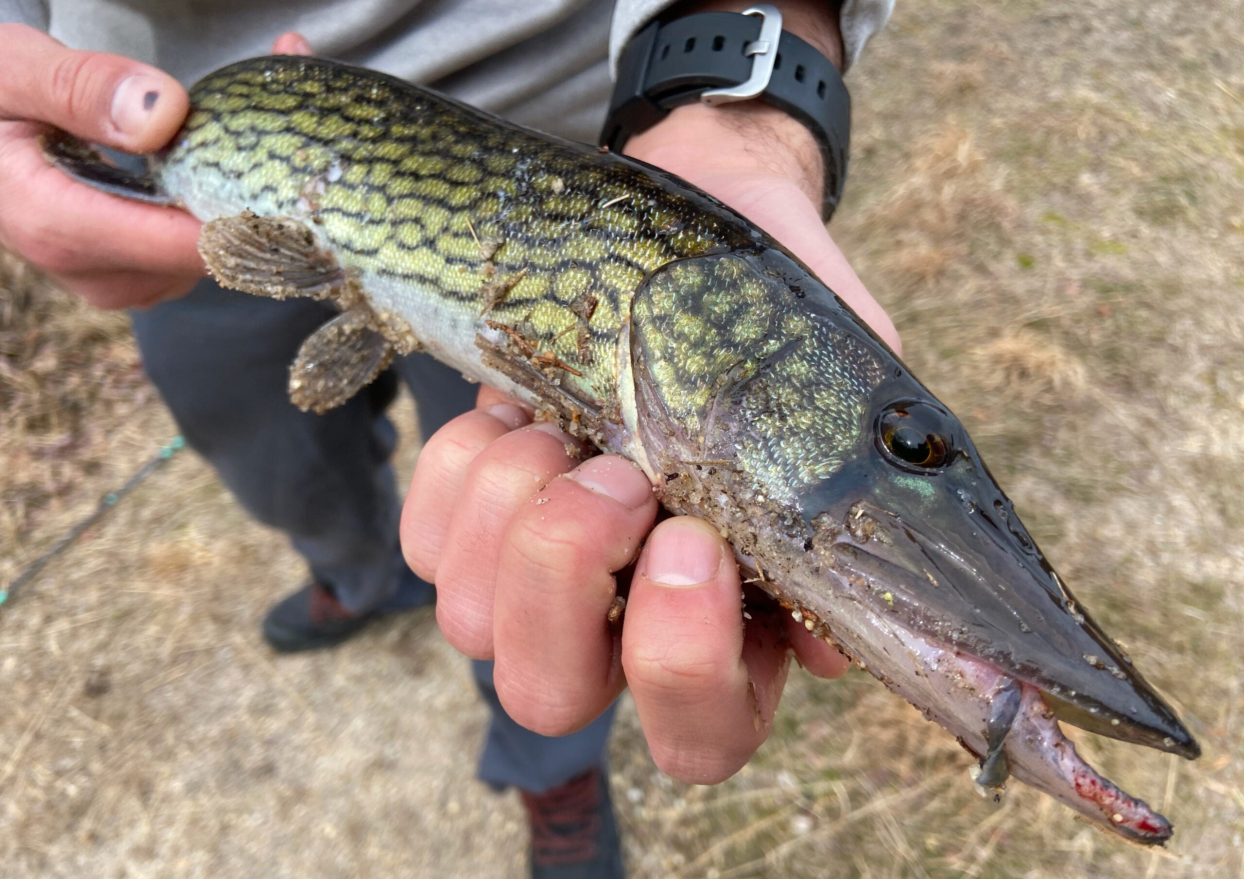 Pickerel Fishing: A Complete Guide