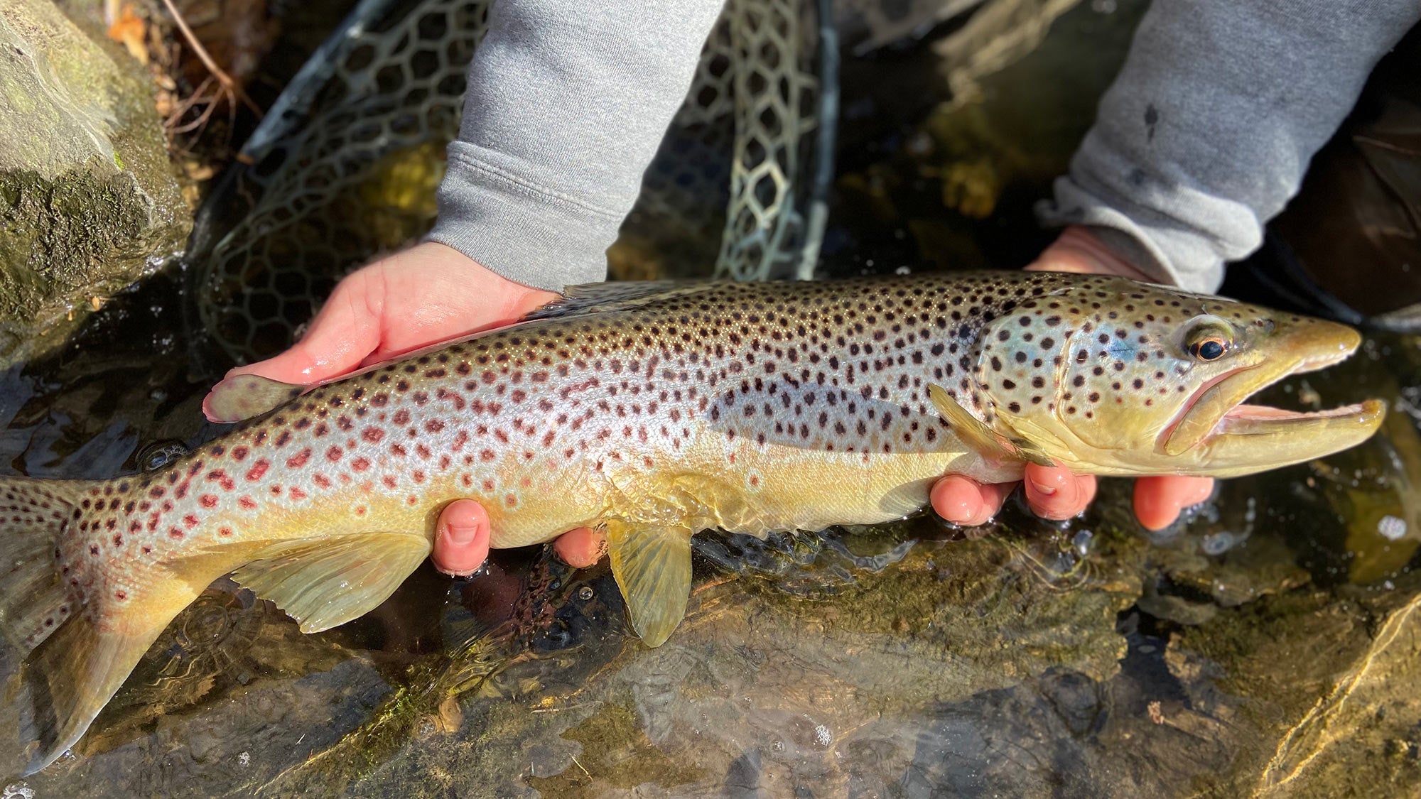 Wade Fishing Outshines On Big Trout