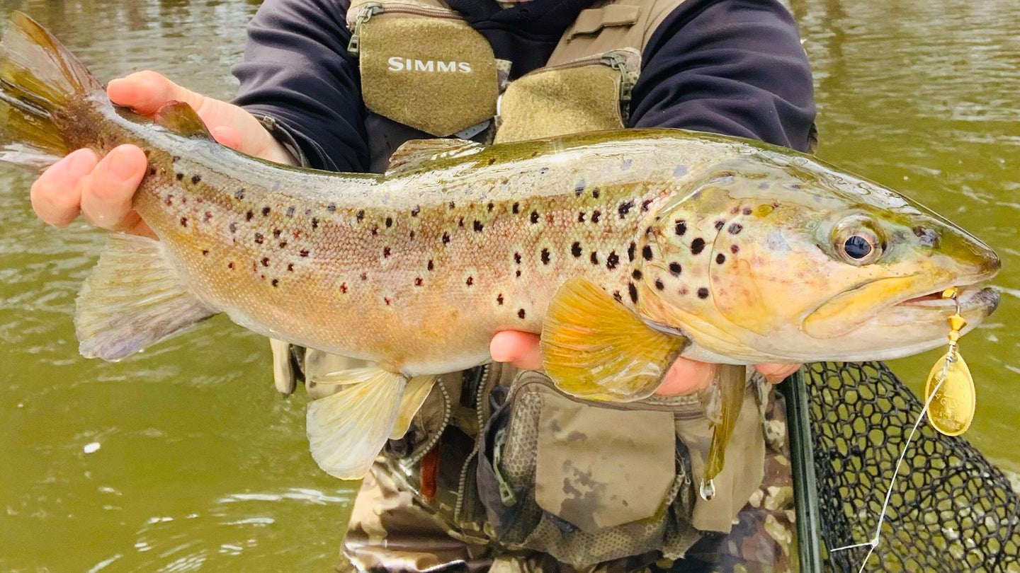 Trout Fishing Spinner