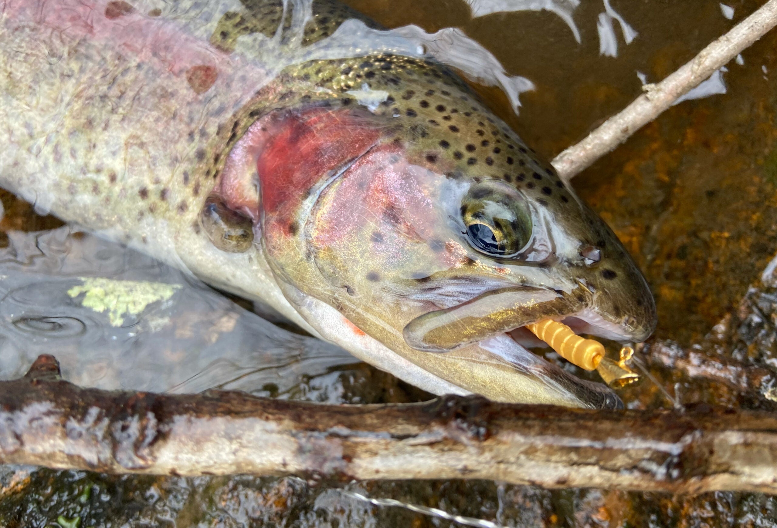 Spin Fishing for Trout 101